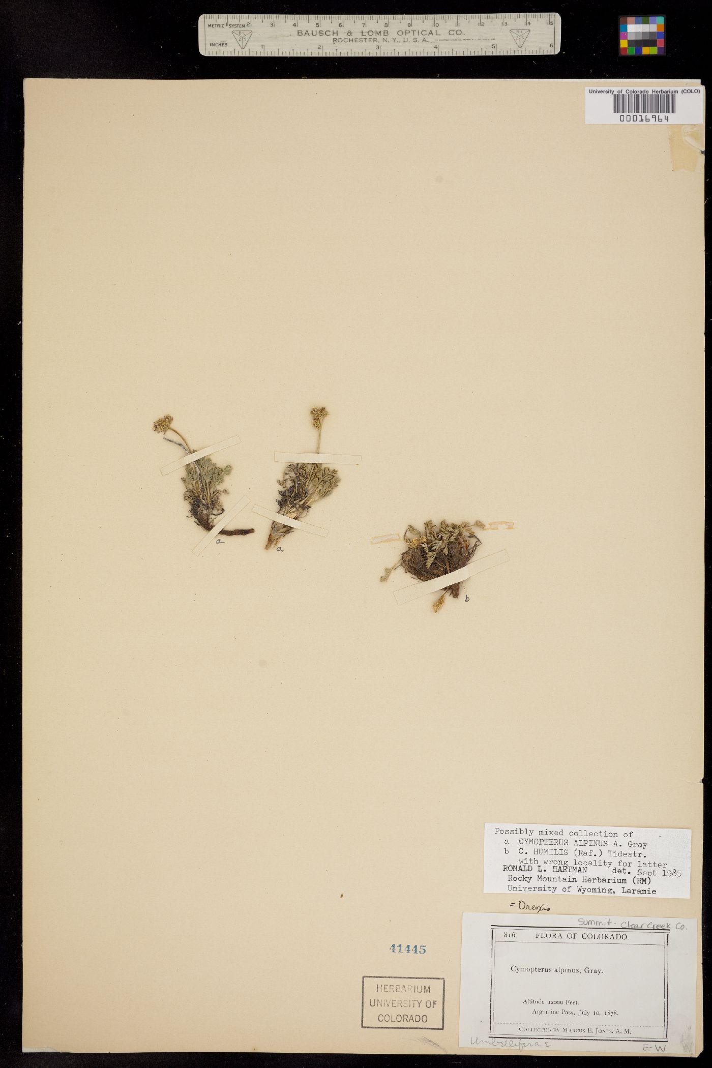 Oreoxis alpina ssp. alpina image