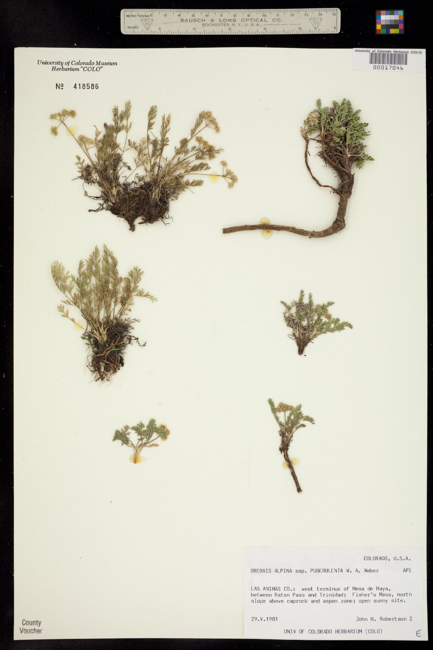 Oreoxis alpina ssp. puberulenta image