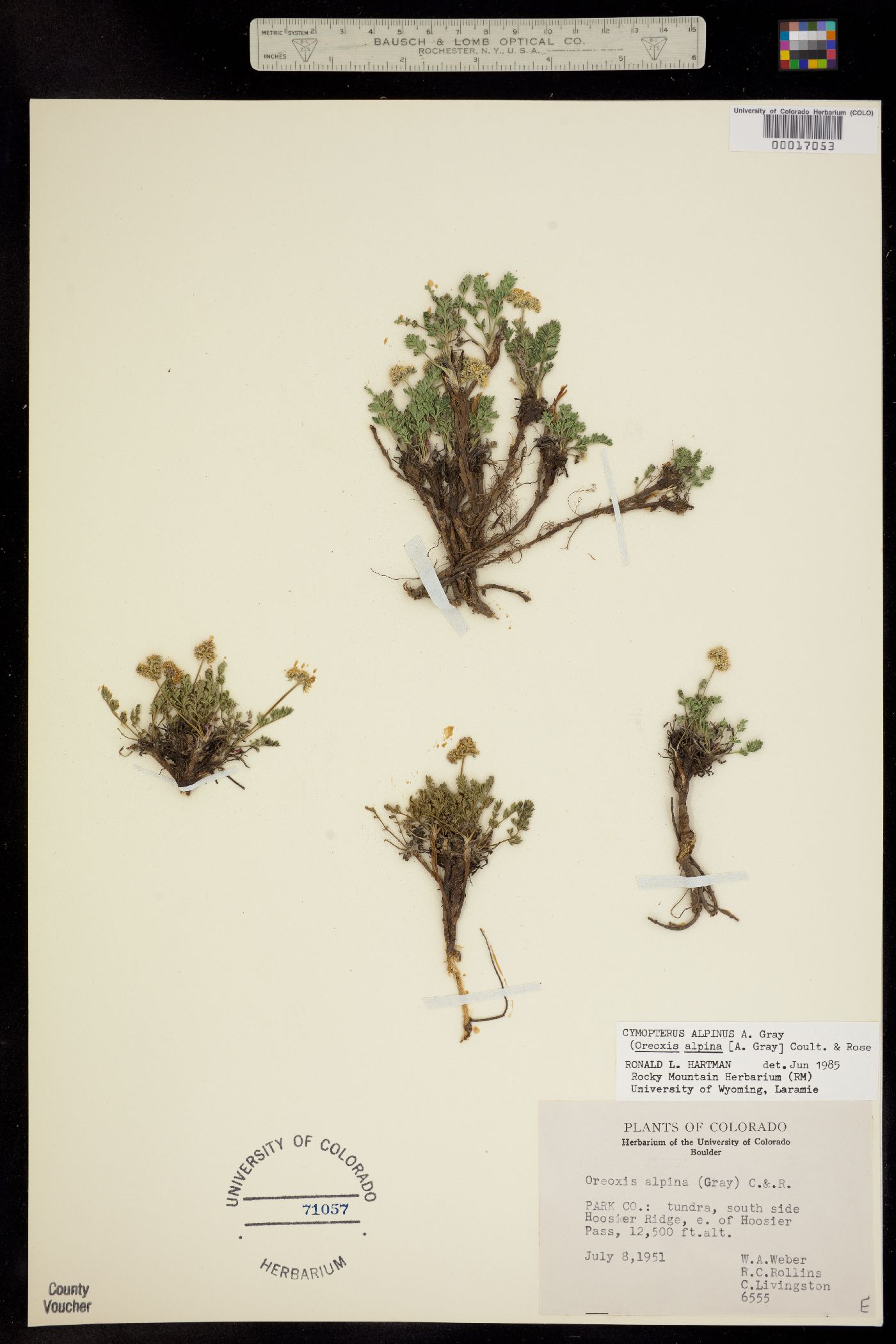 Oreoxis alpina ssp. alpina image