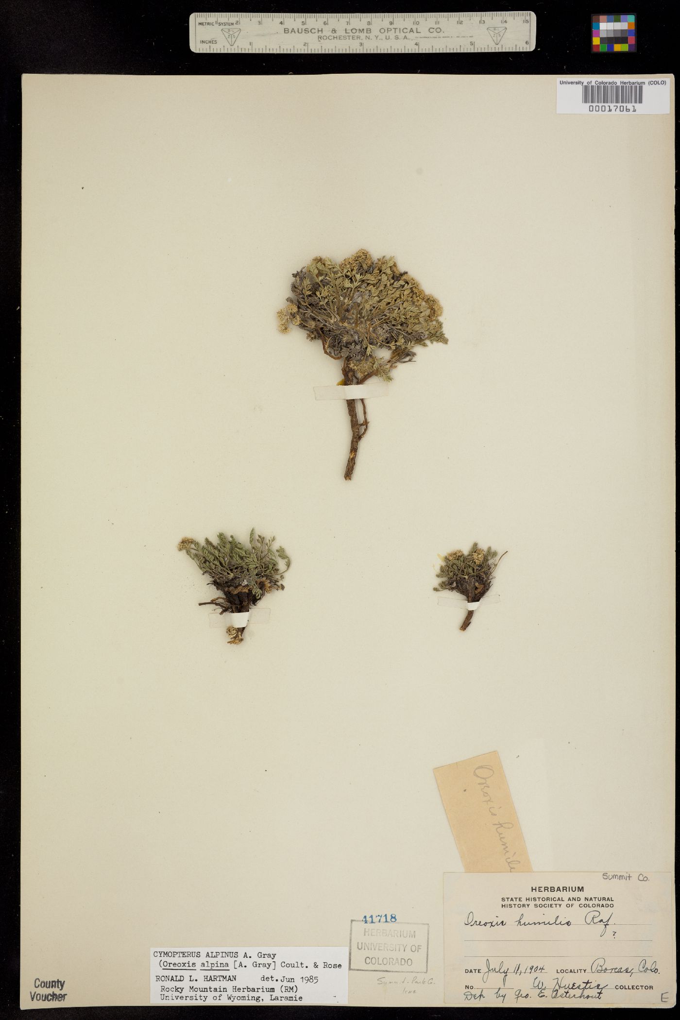 Oreoxis alpina ssp. alpina image