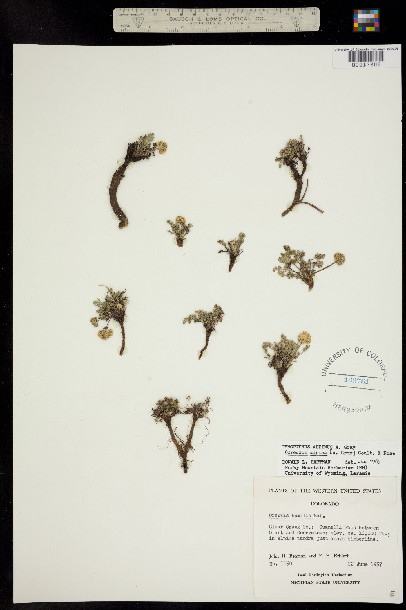 Oreoxis alpina ssp. alpina image