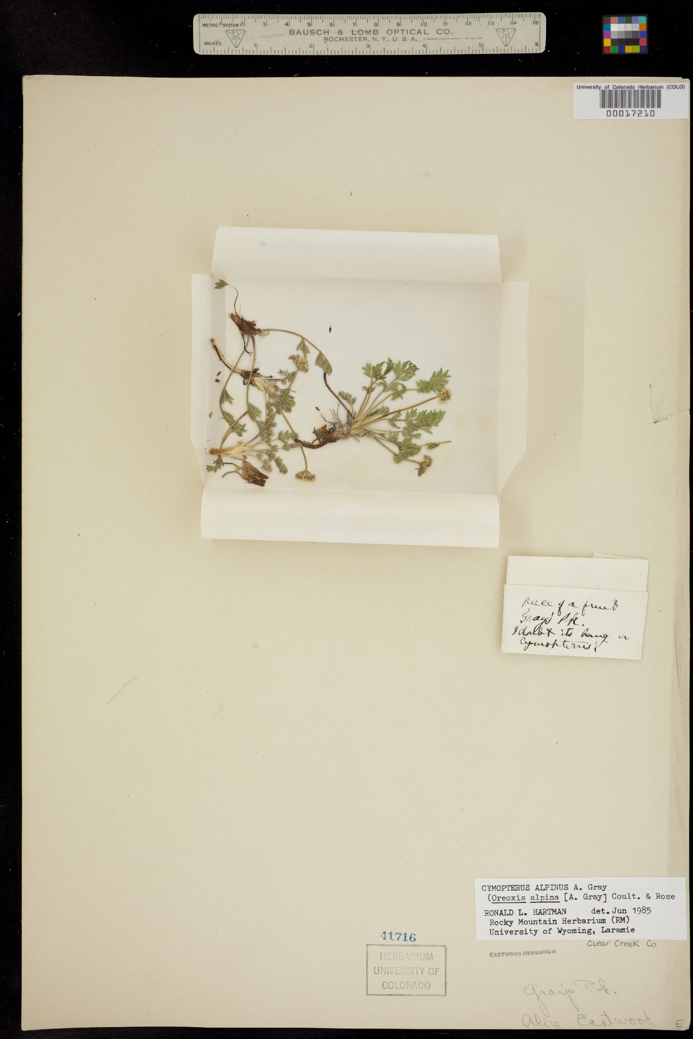 Oreoxis alpina ssp. alpina image