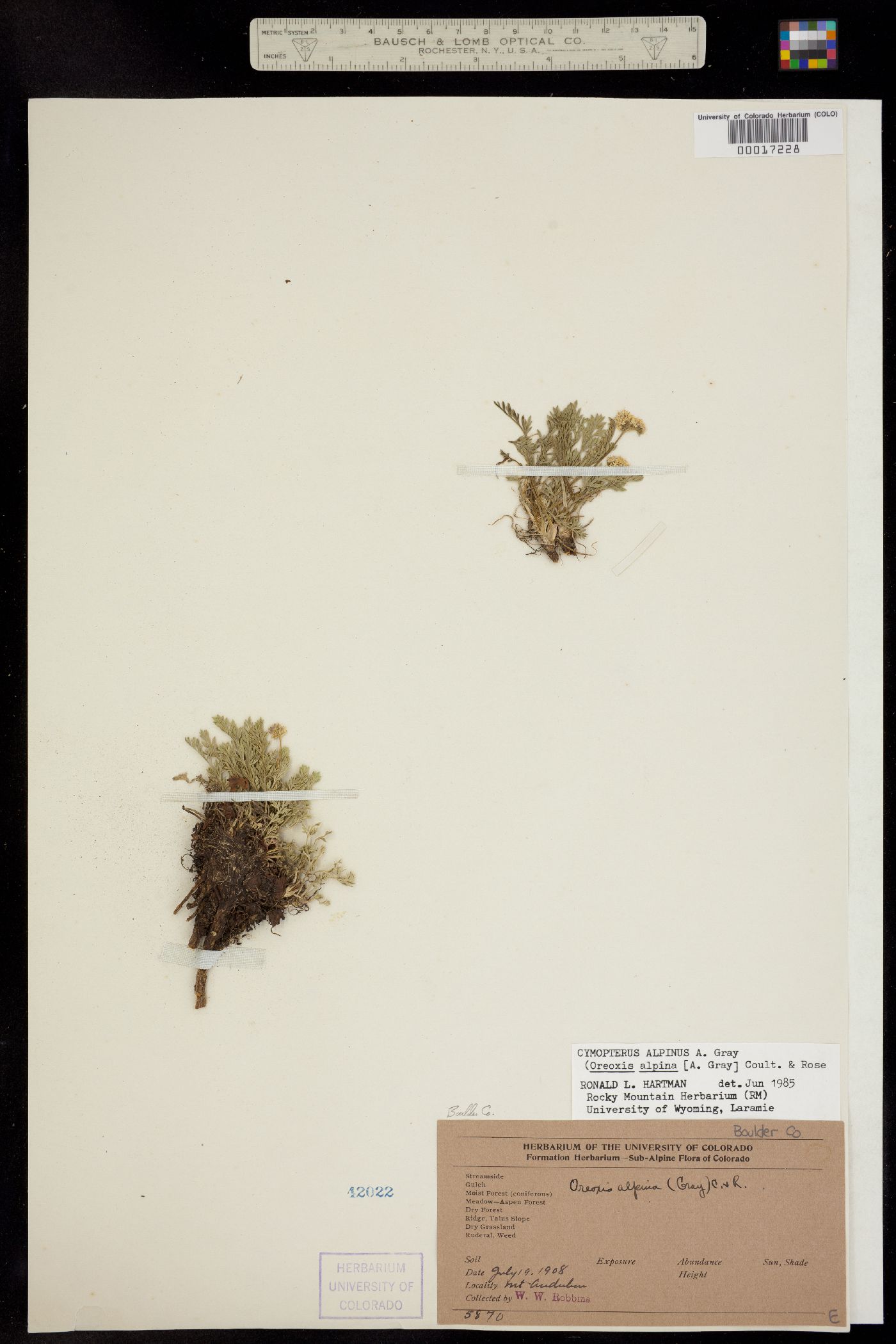 Oreoxis alpina ssp. alpina image