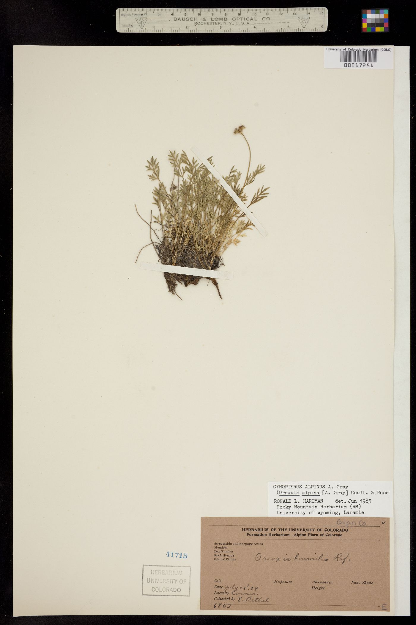 Oreoxis alpina ssp. alpina image