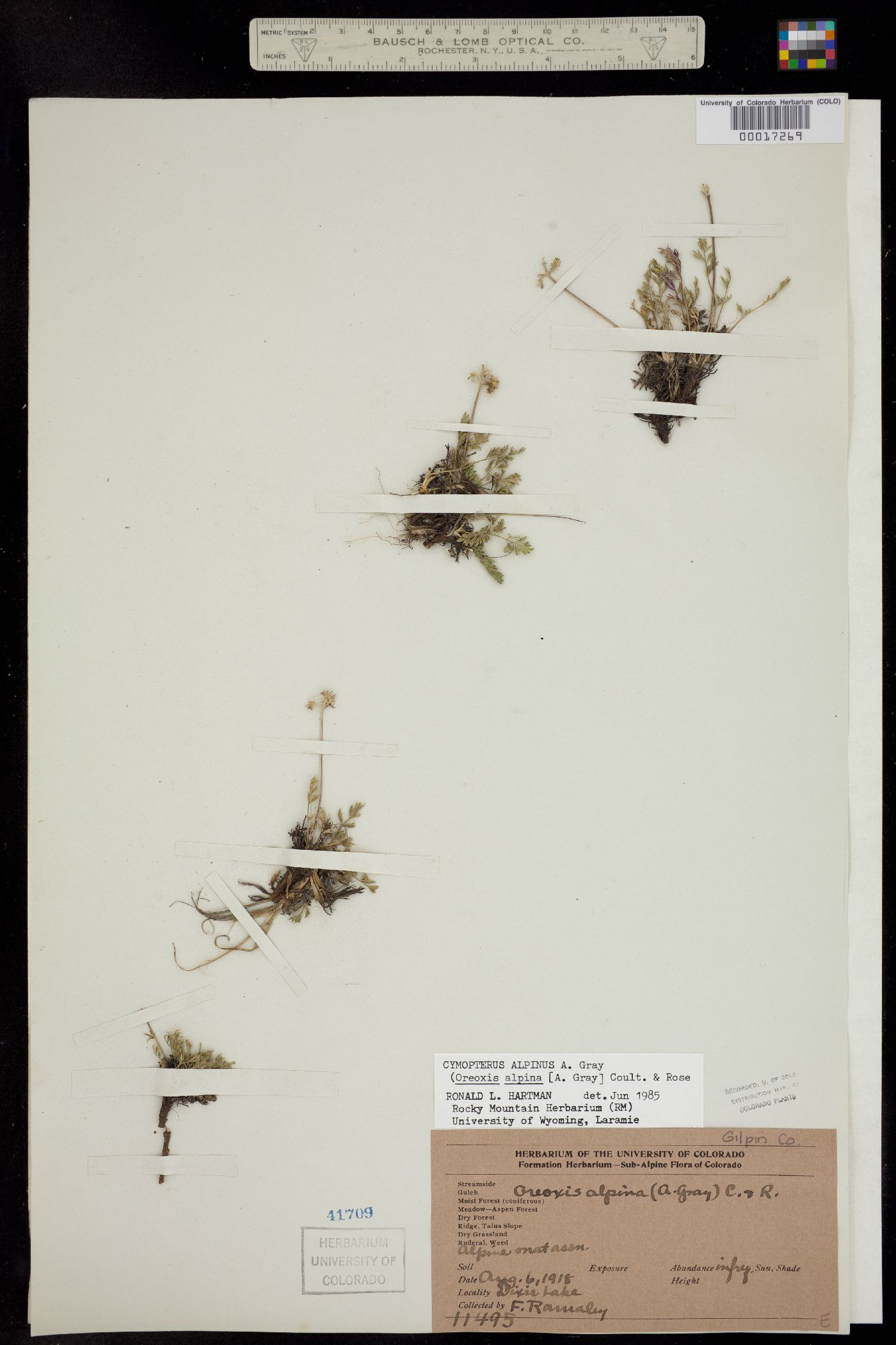 Oreoxis alpina ssp. alpina image