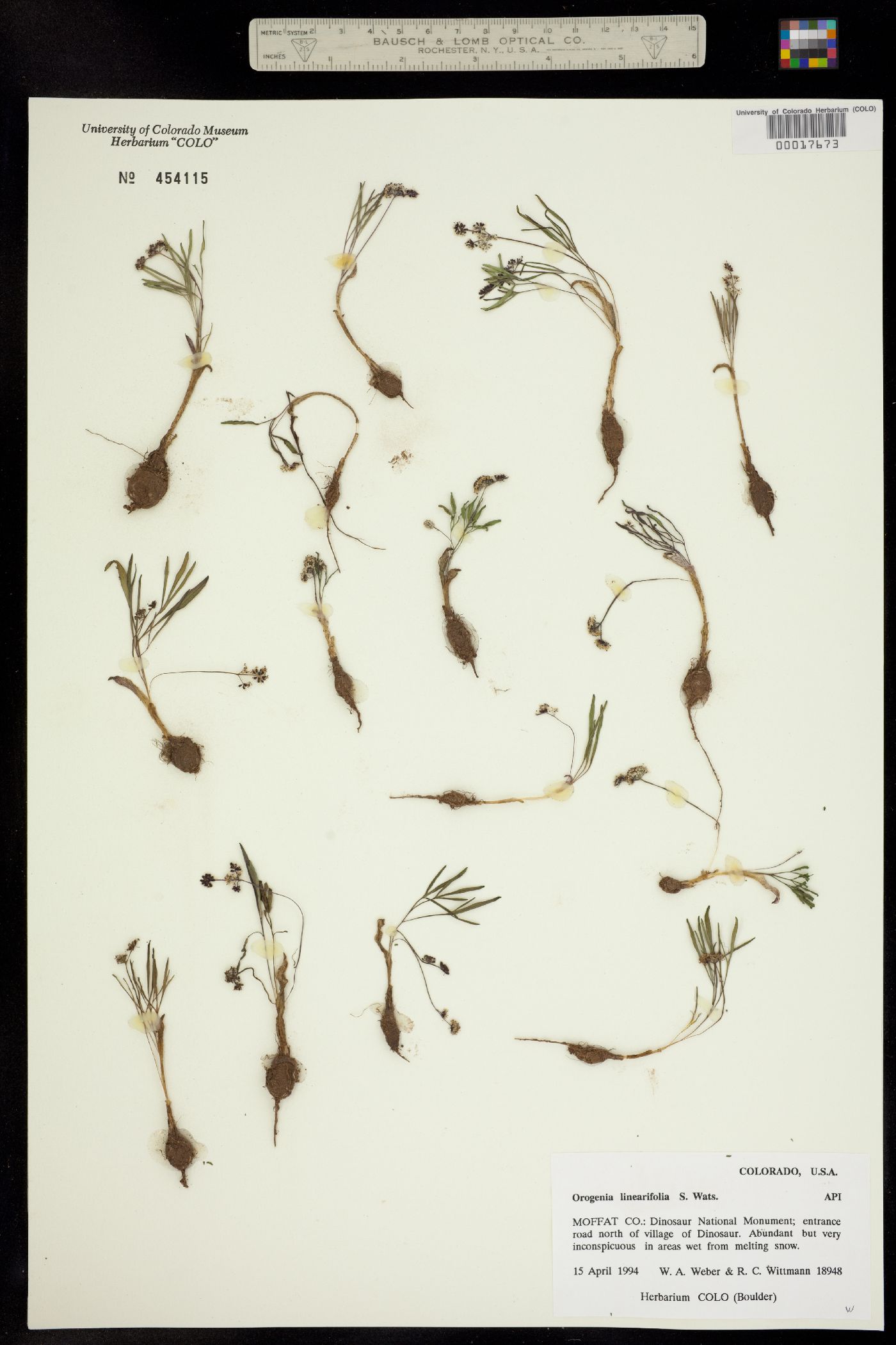 Orogenia linearifolia image