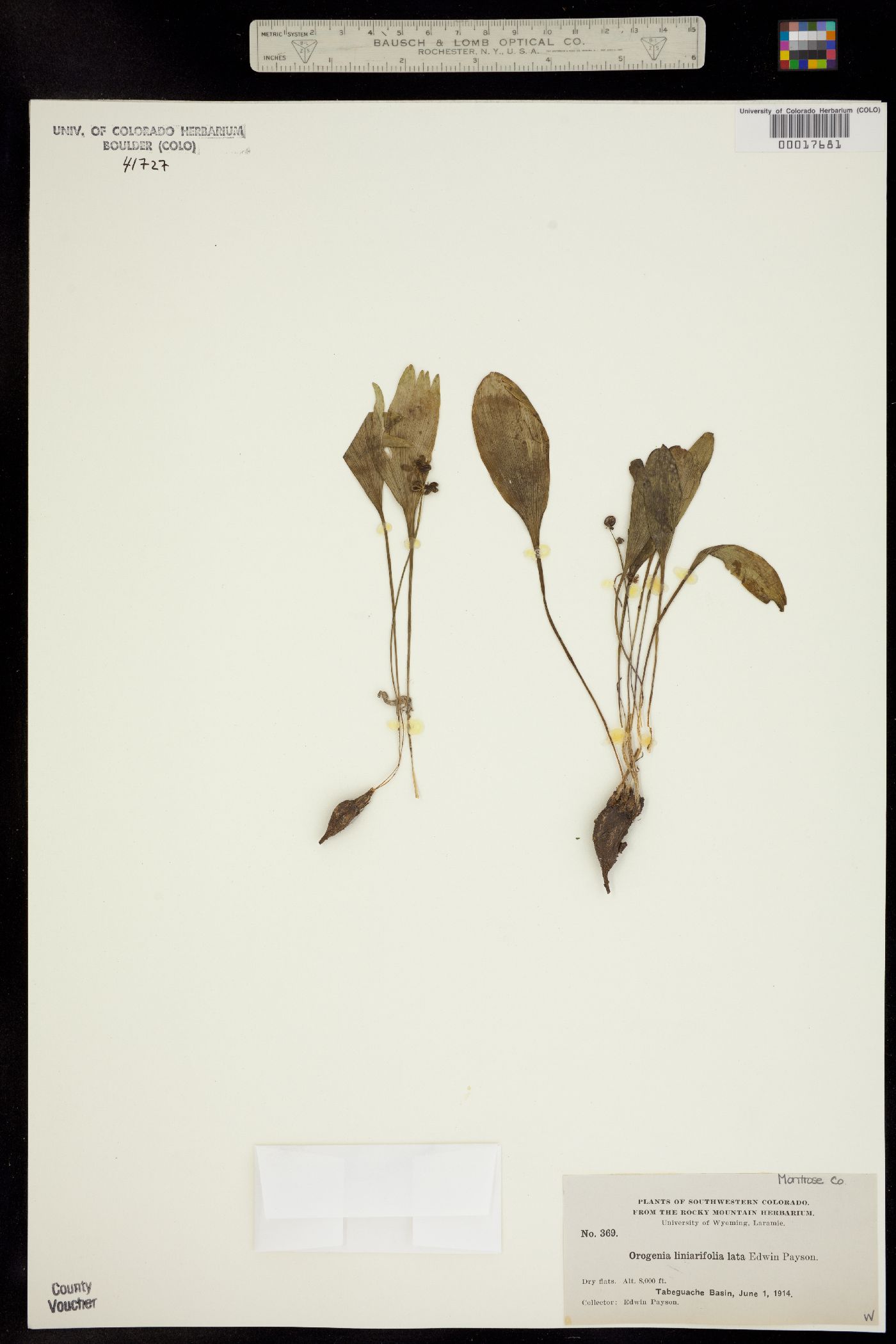 Orogenia linearifolia image