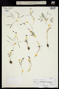 Image of Orogenia linearifolia
