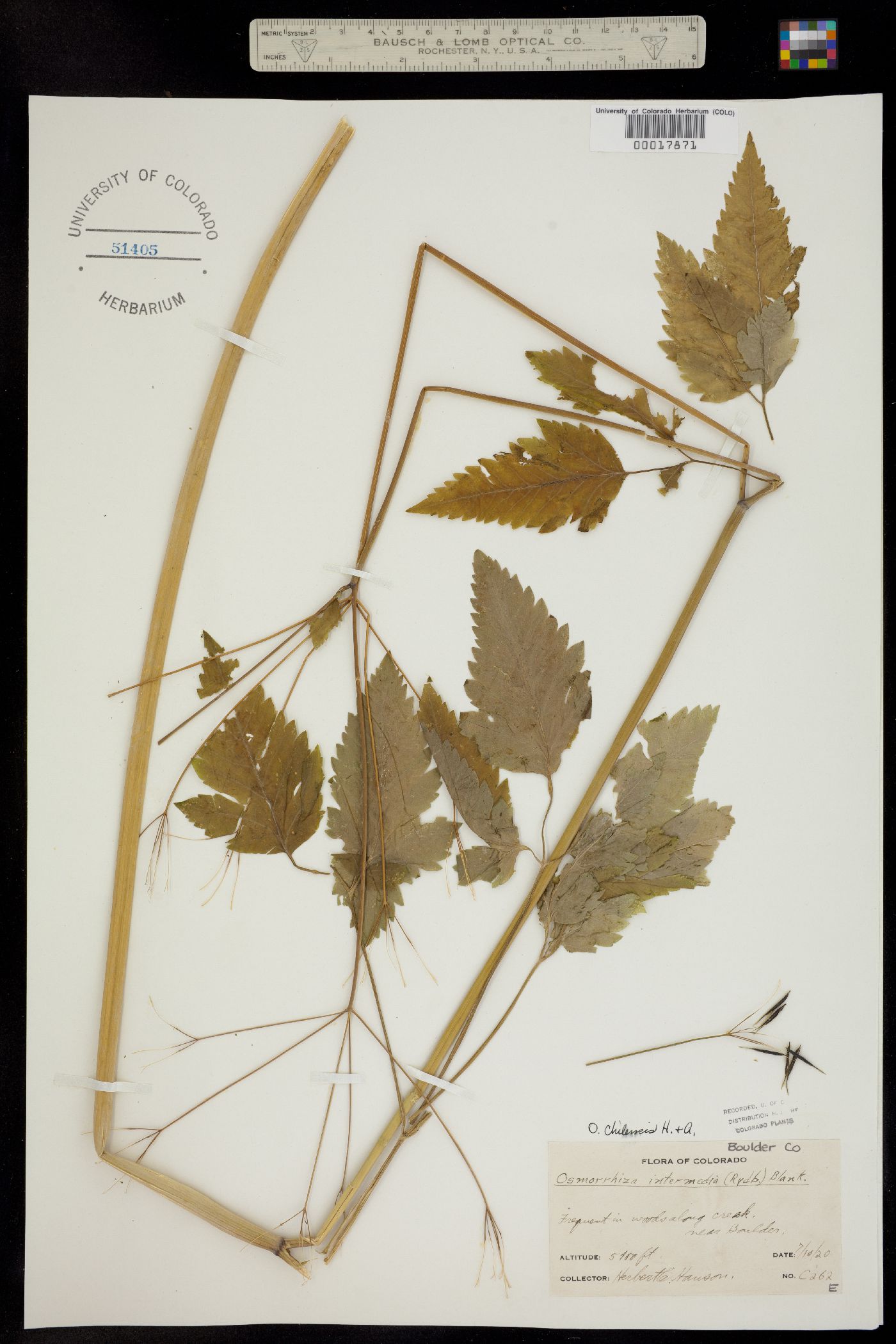 Osmorhiza berteroi image