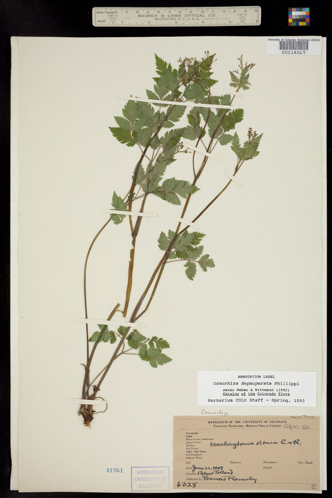 Osmorhiza depauperata image