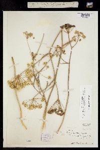 Perideridia gairdneri ssp. borealis image