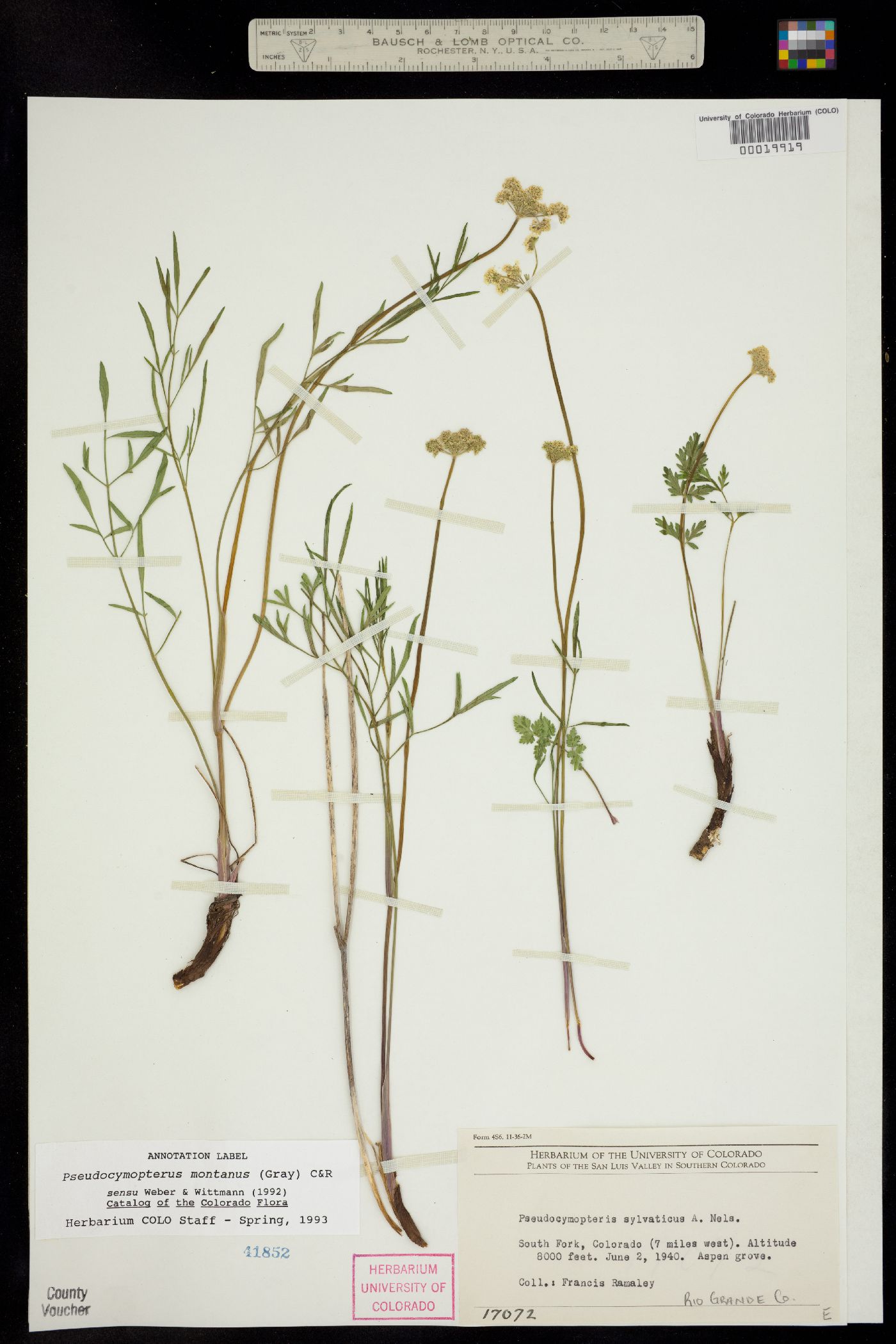 Pseudocymopterus montanus image
