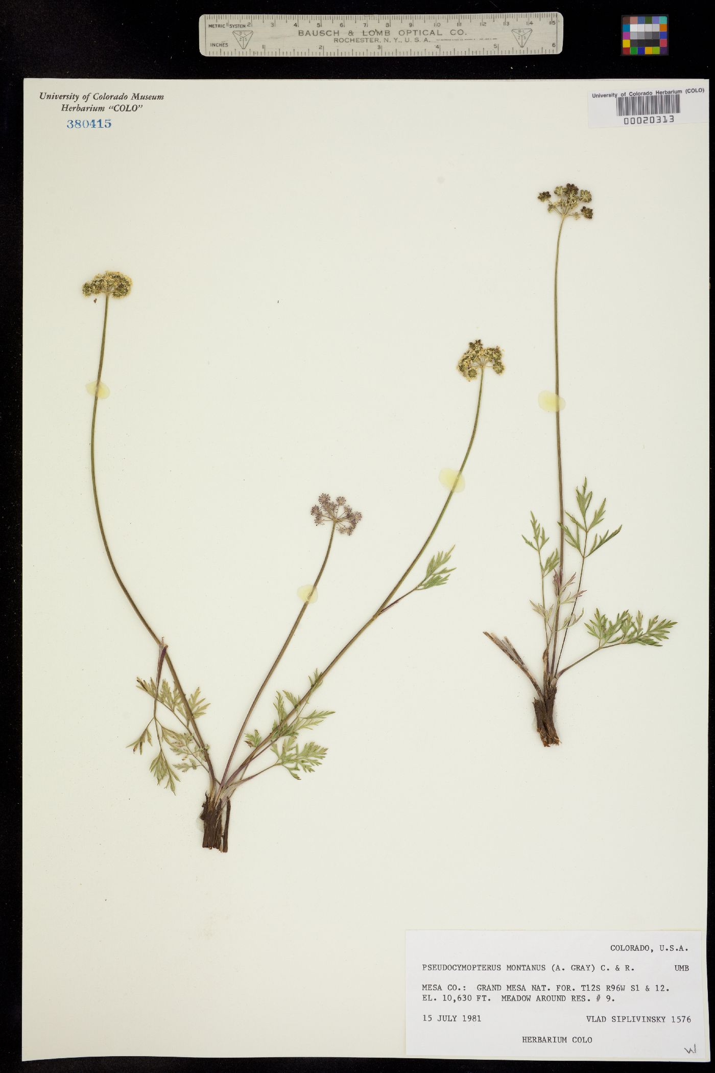 Pseudocymopterus montanus image