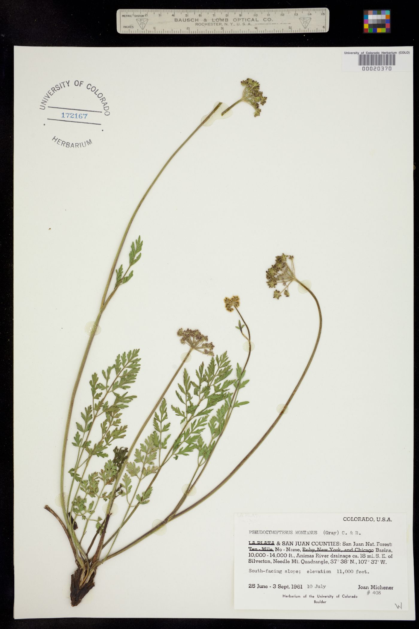 Pseudocymopterus montanus image