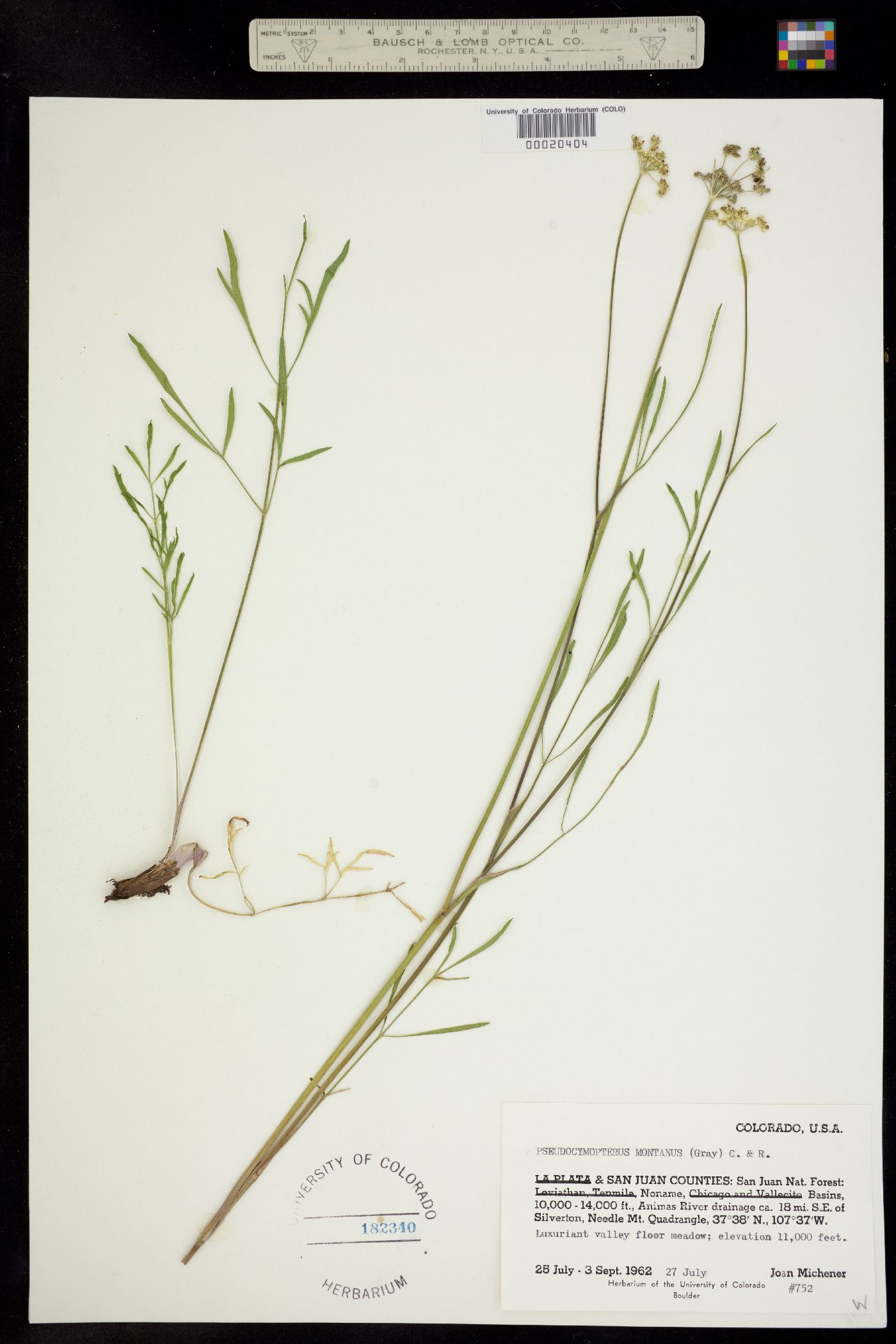 Pseudocymopterus image