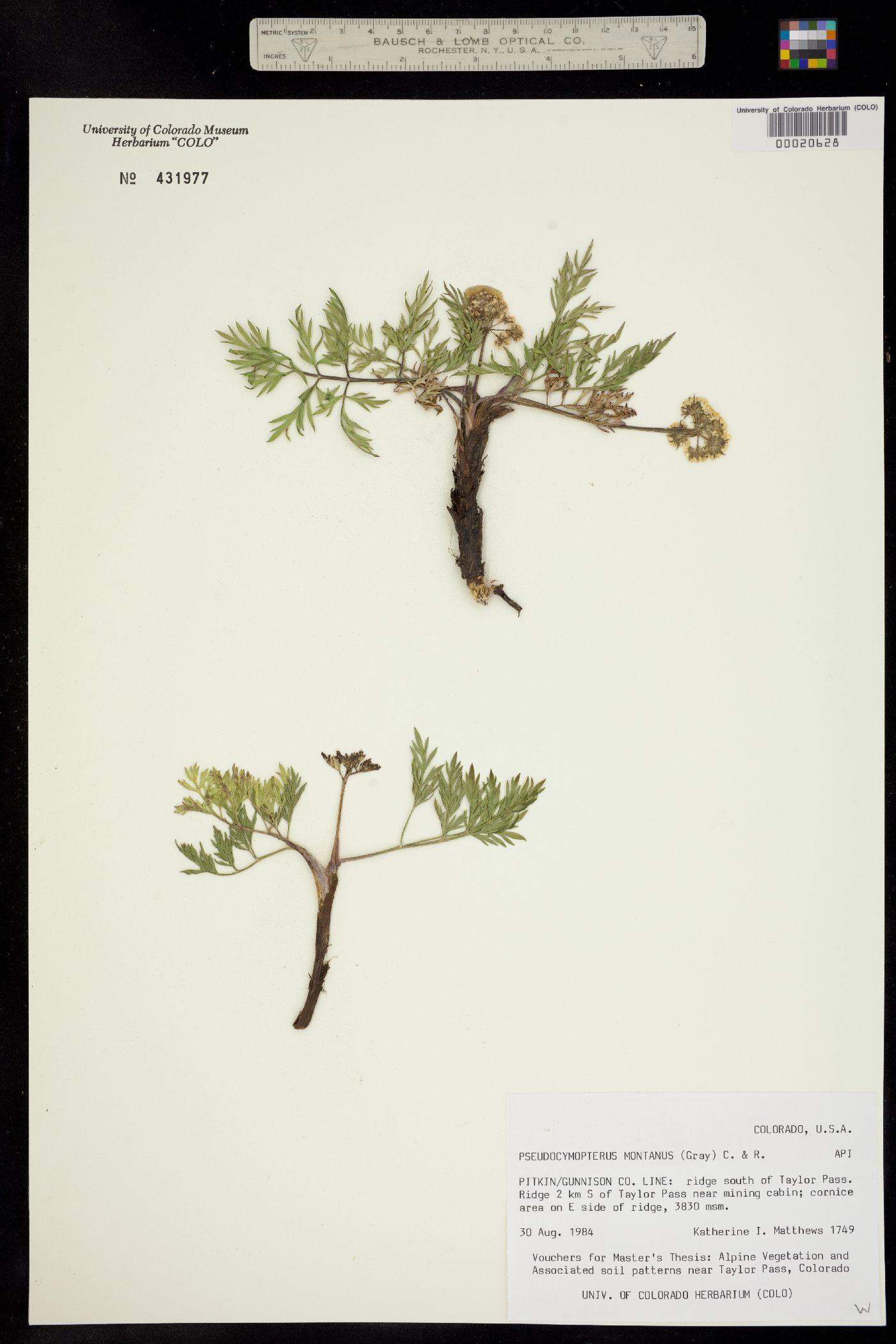 Pseudocymopterus montanus image
