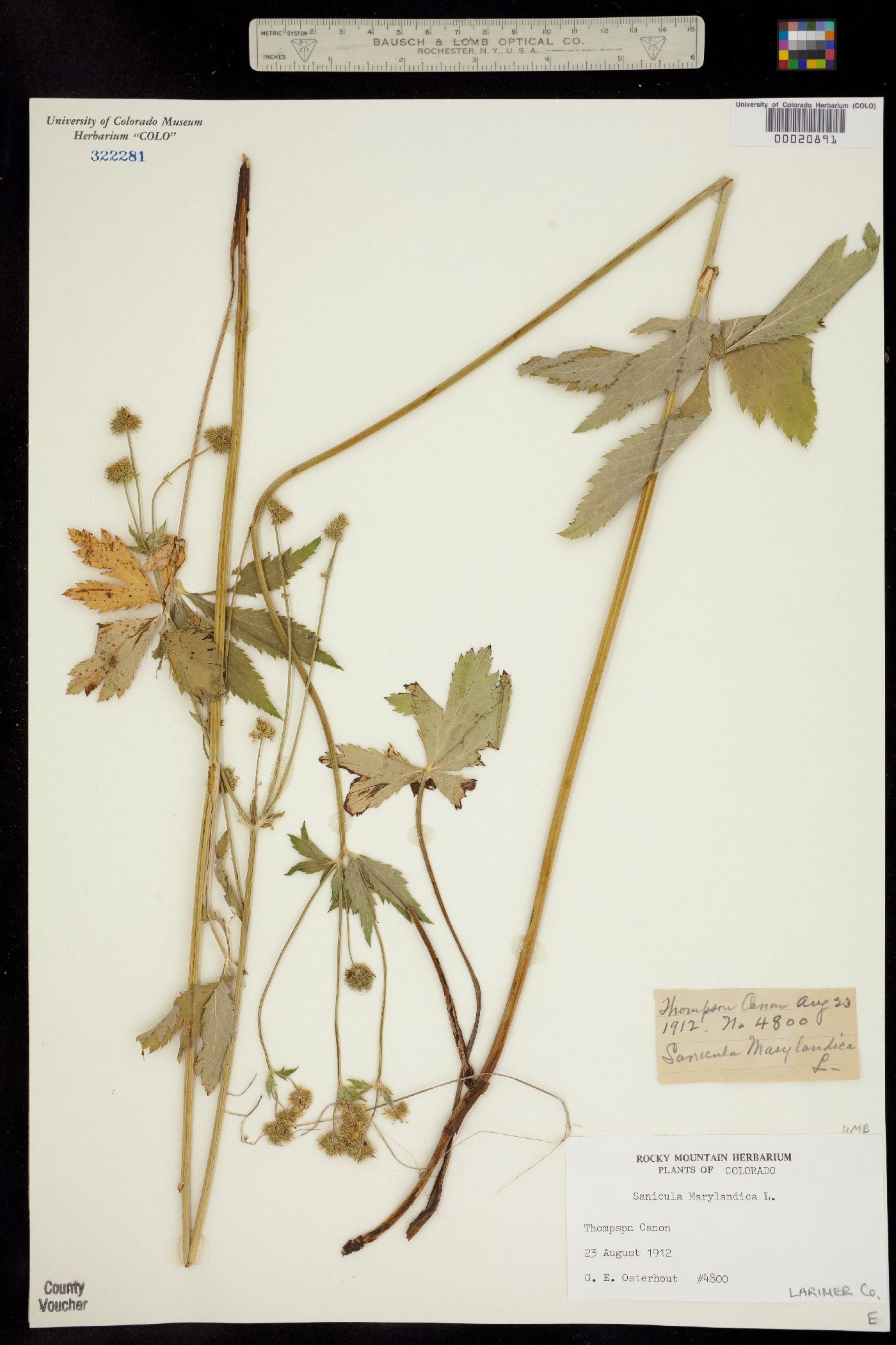Sanicula marilandica image