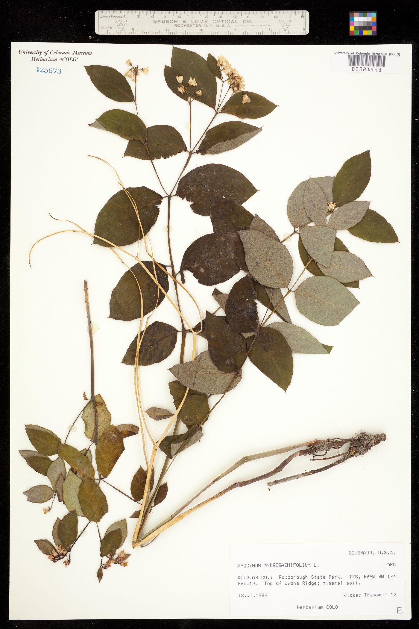 Apocynum androsaemifolium image