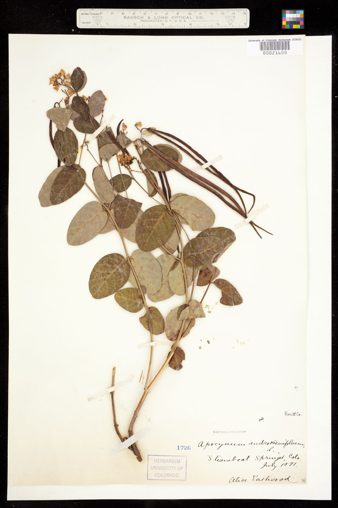 Apocynum androsaemifolium image