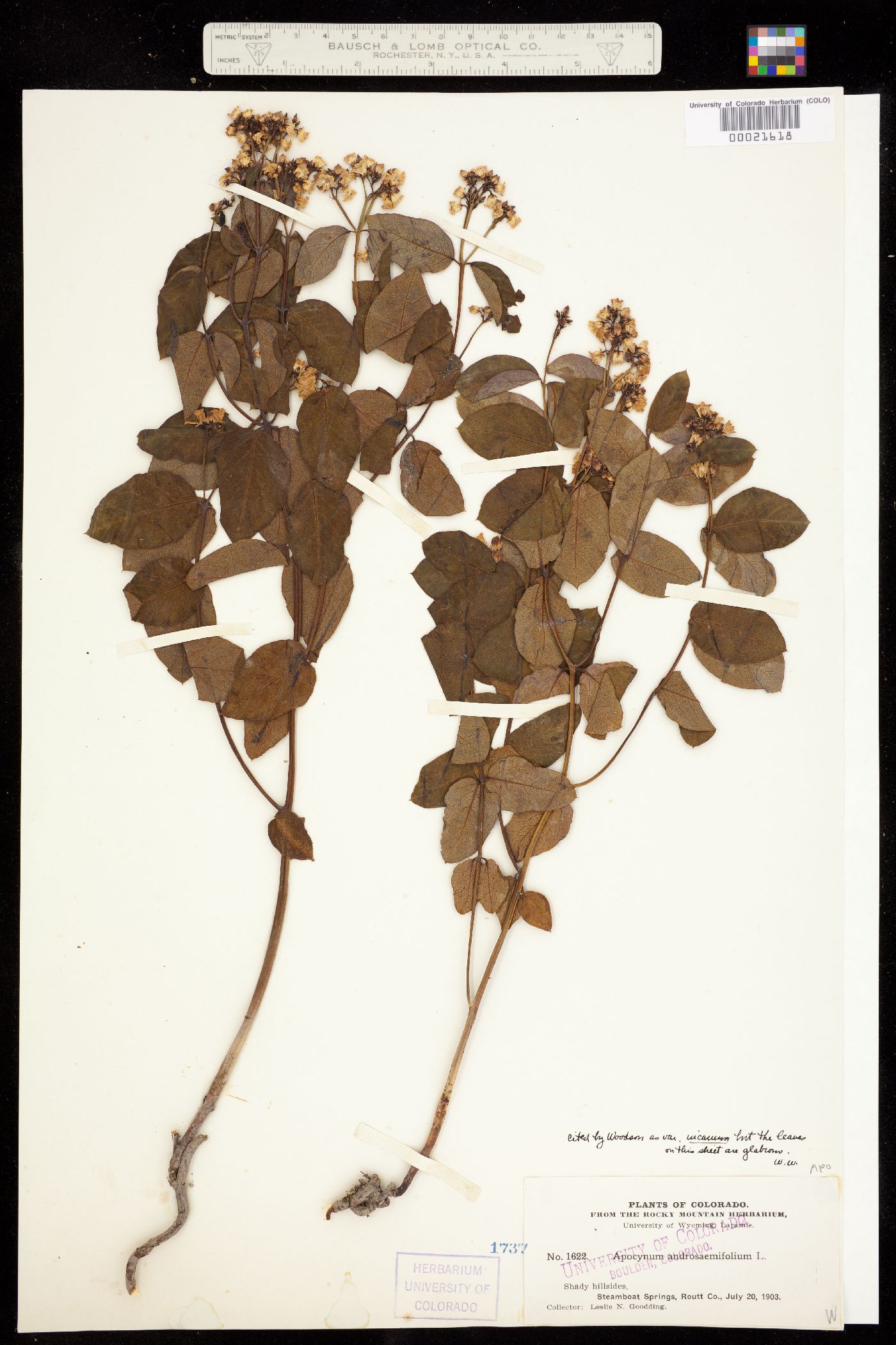 Apocynum androsaemifolium image