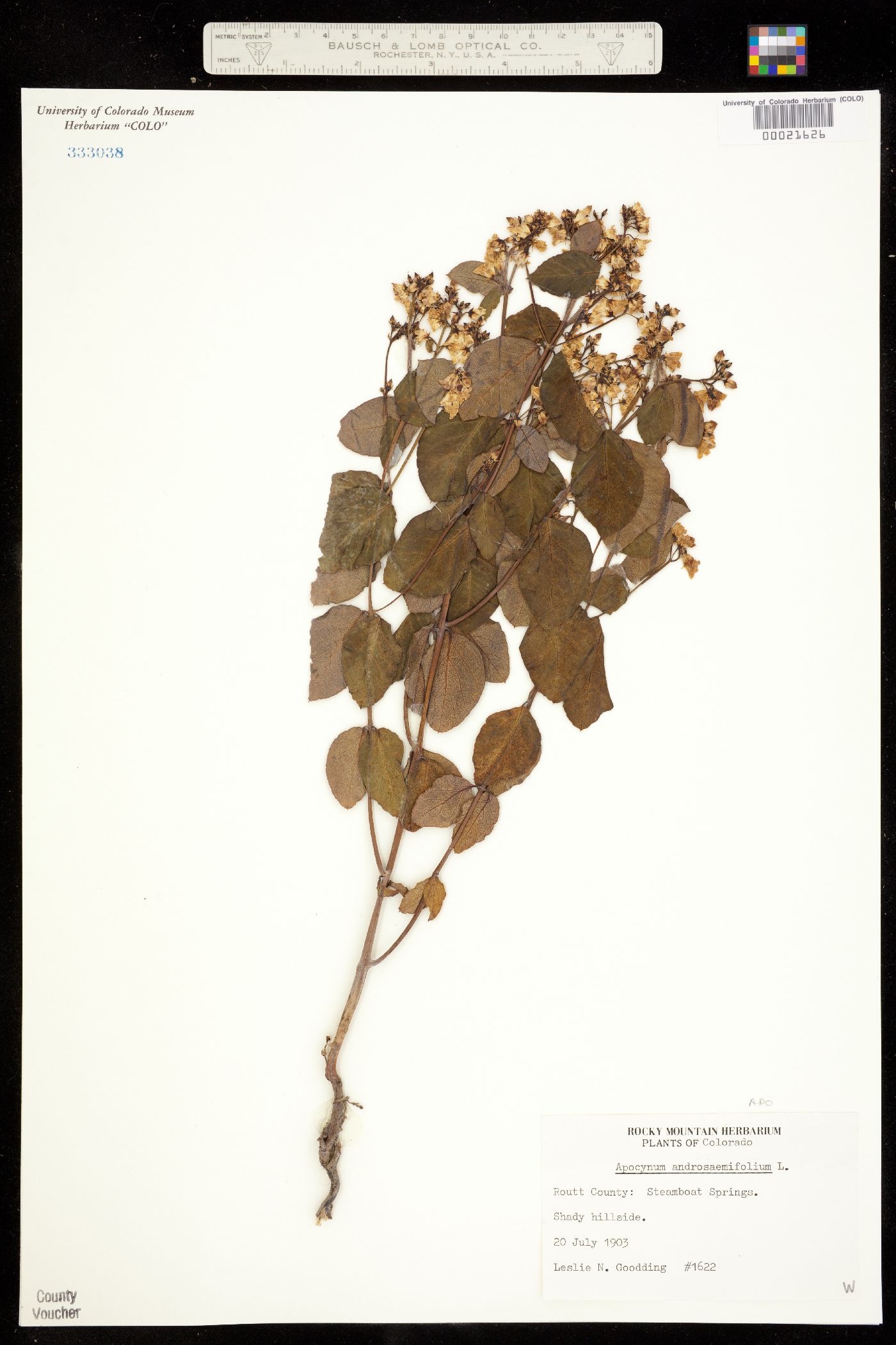 Apocynum androsaemifolium image