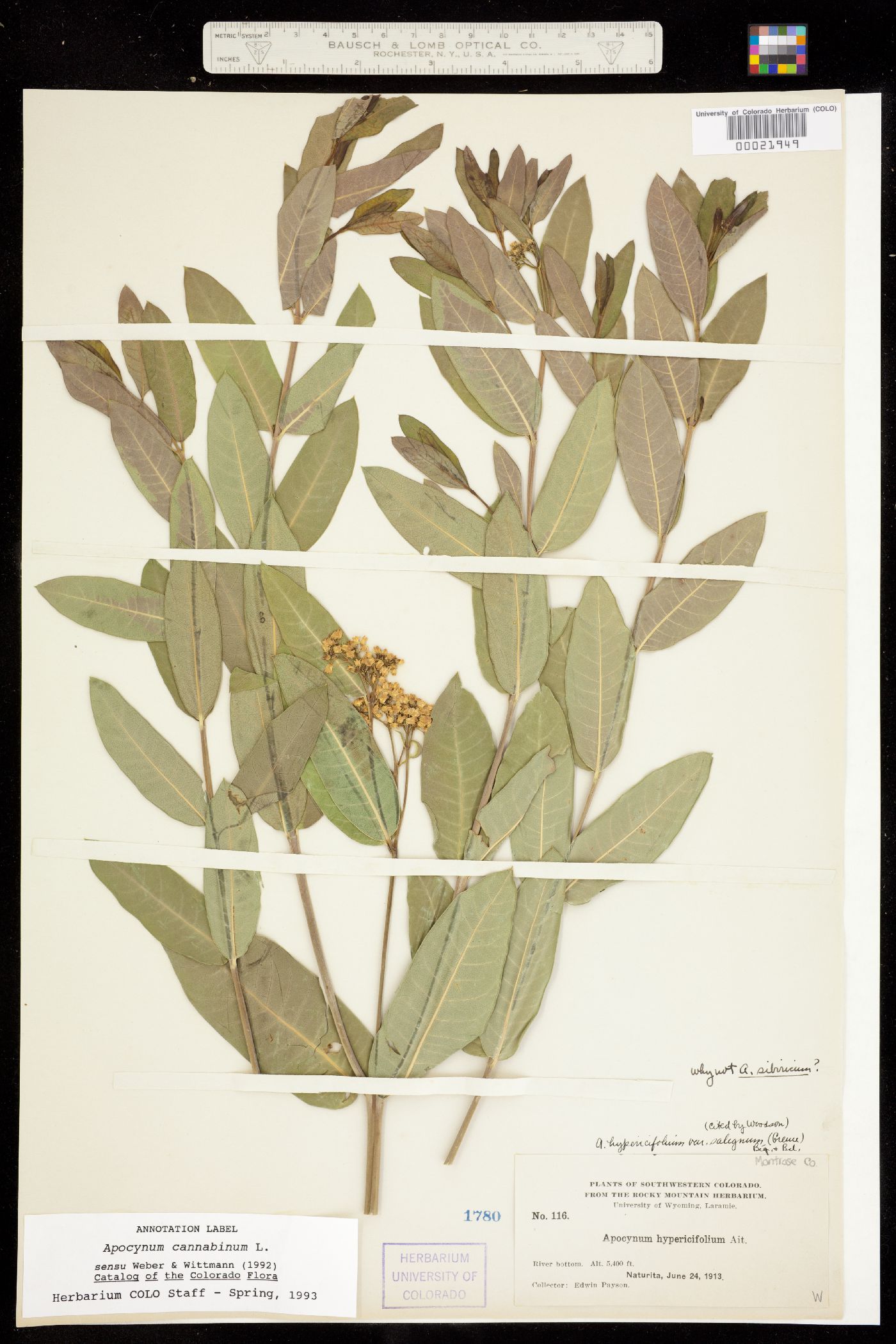 Apocynaceae image
