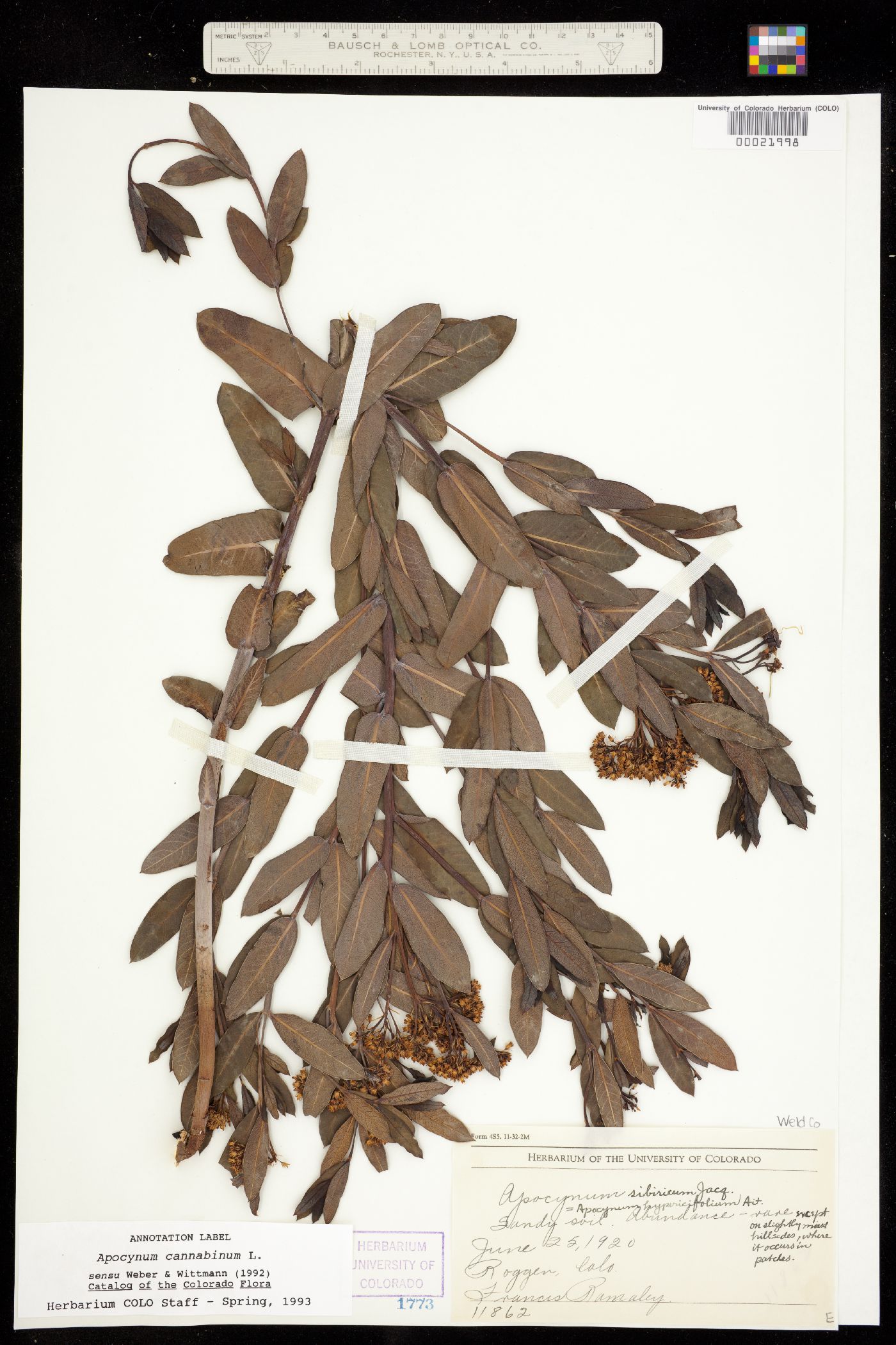 Apocynum image