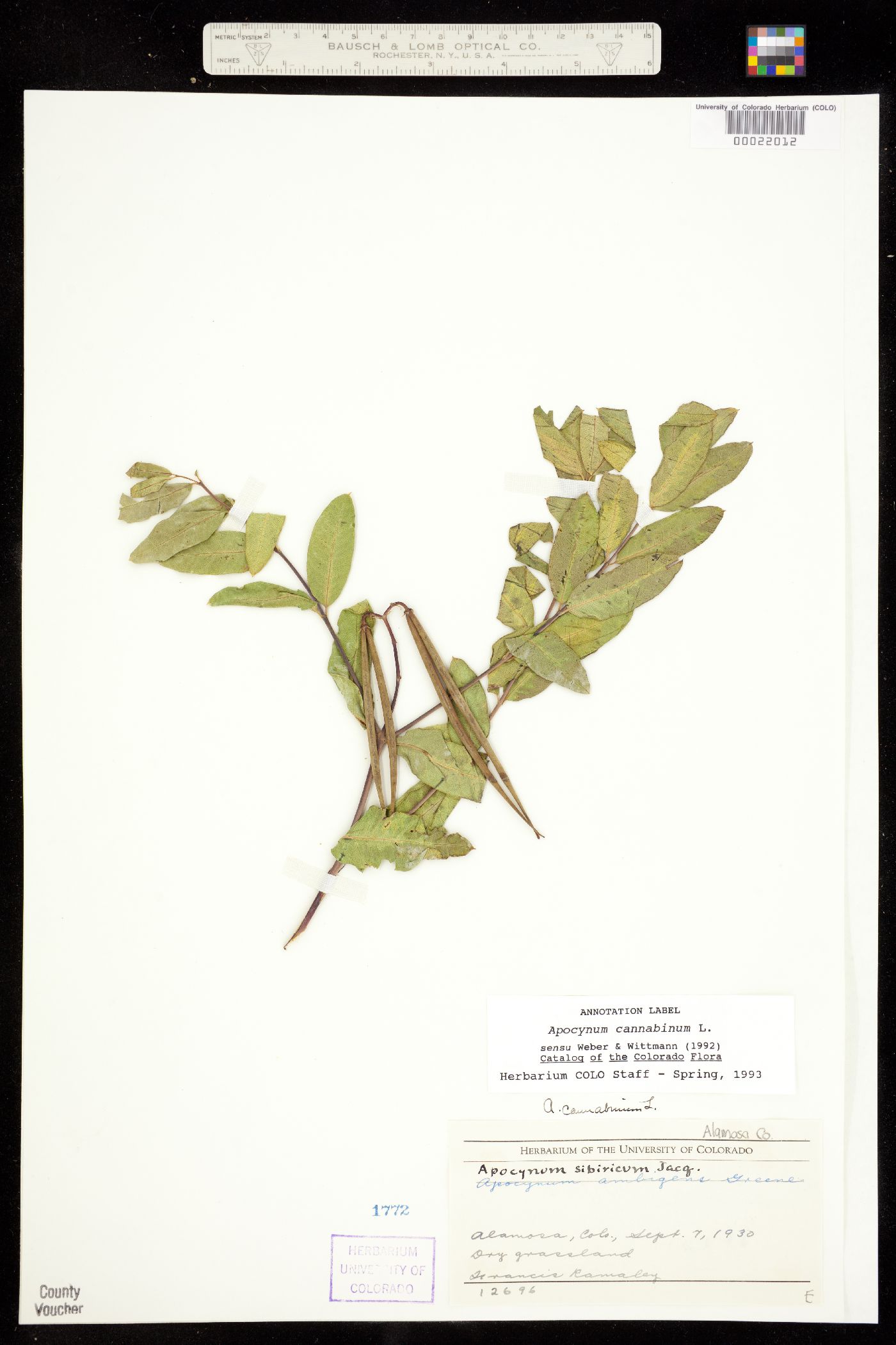 Apocynum cannabinum image