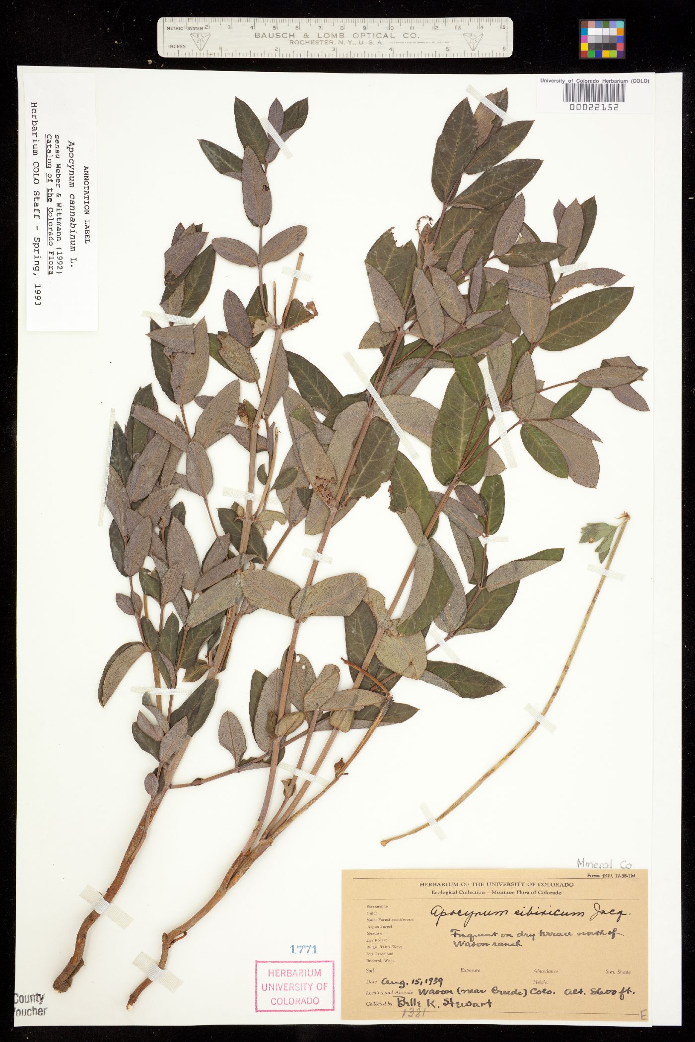 Apocynum cannabinum image