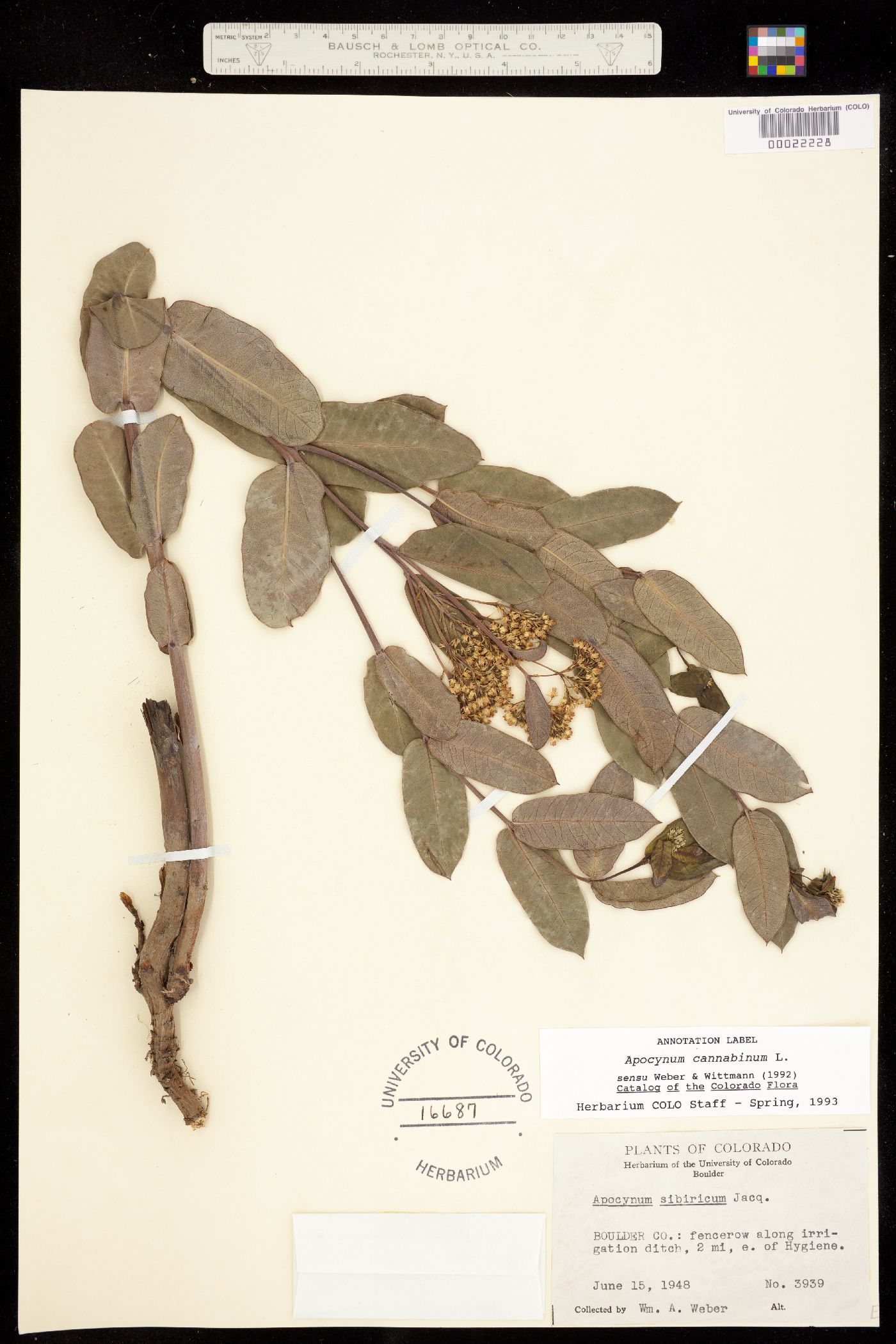 Apocynum cannabinum image