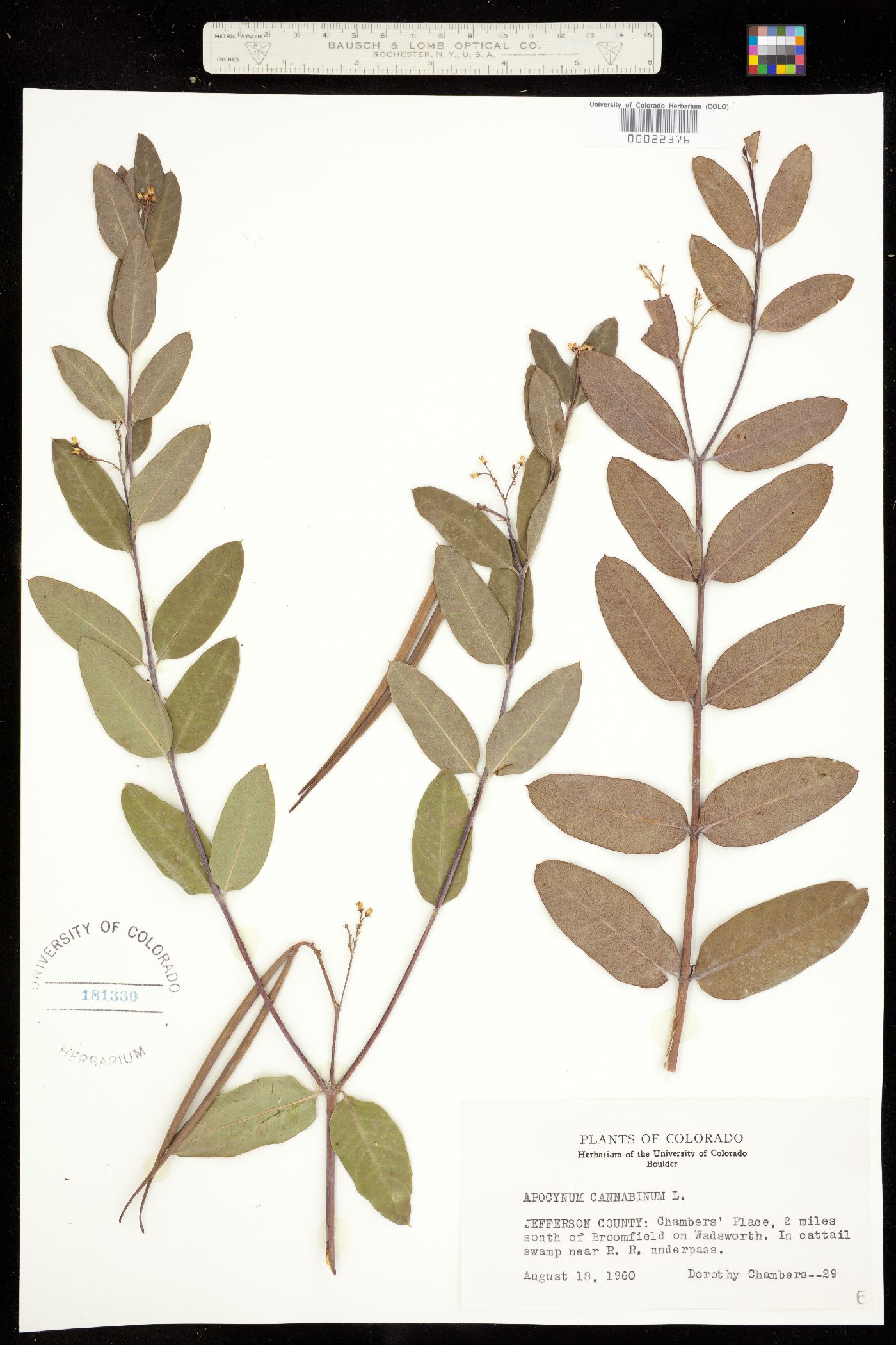 Apocynum cannabinum image
