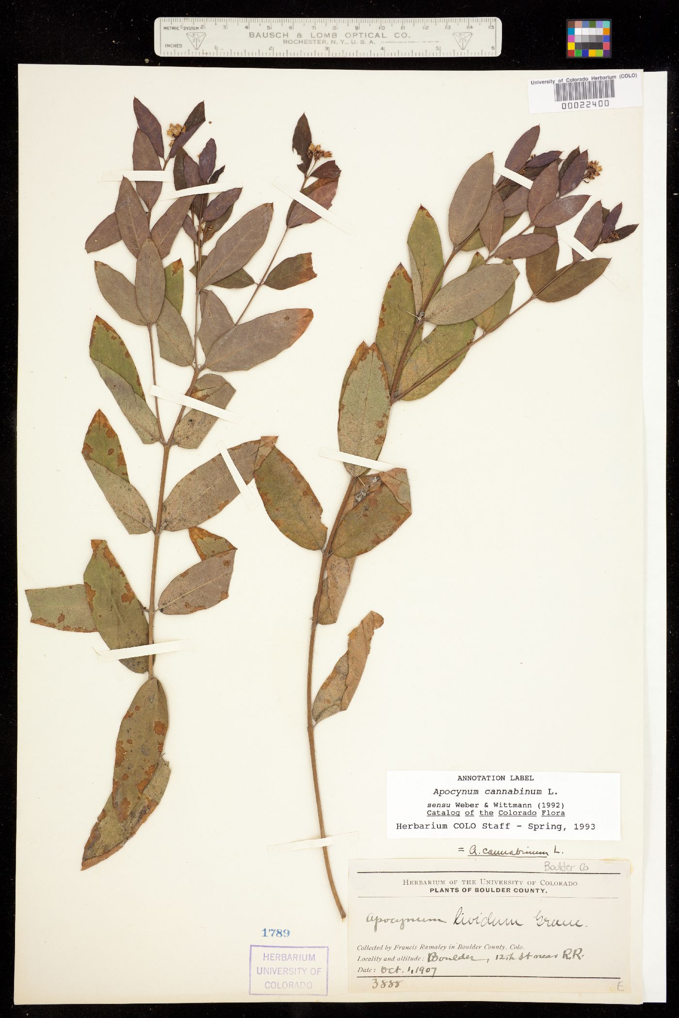 Apocynum cannabinum image
