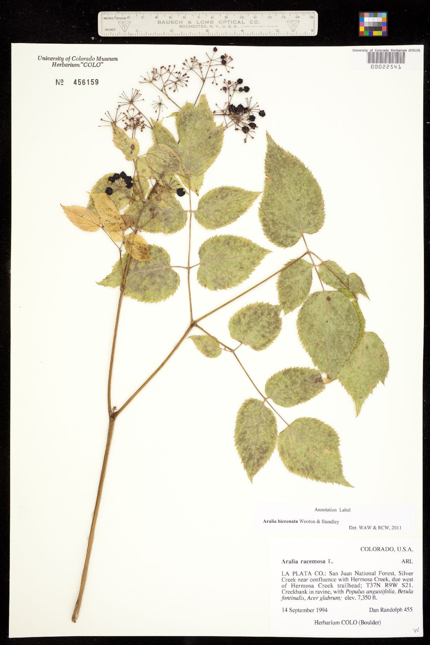 Aralia racemosa ssp. bicrenata image