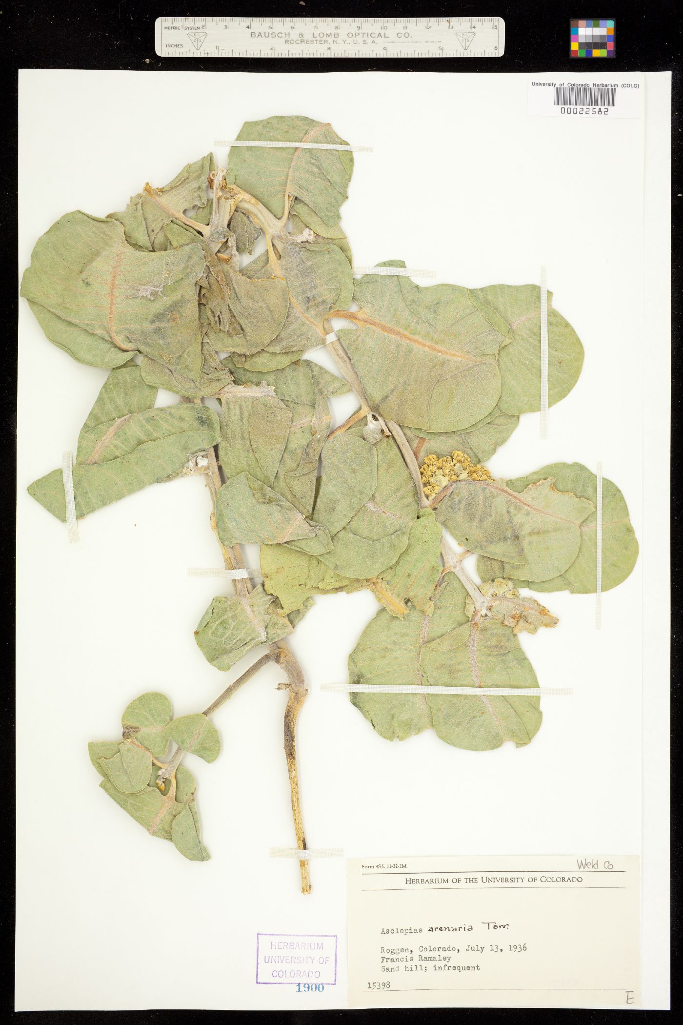 Asclepias arenaria image