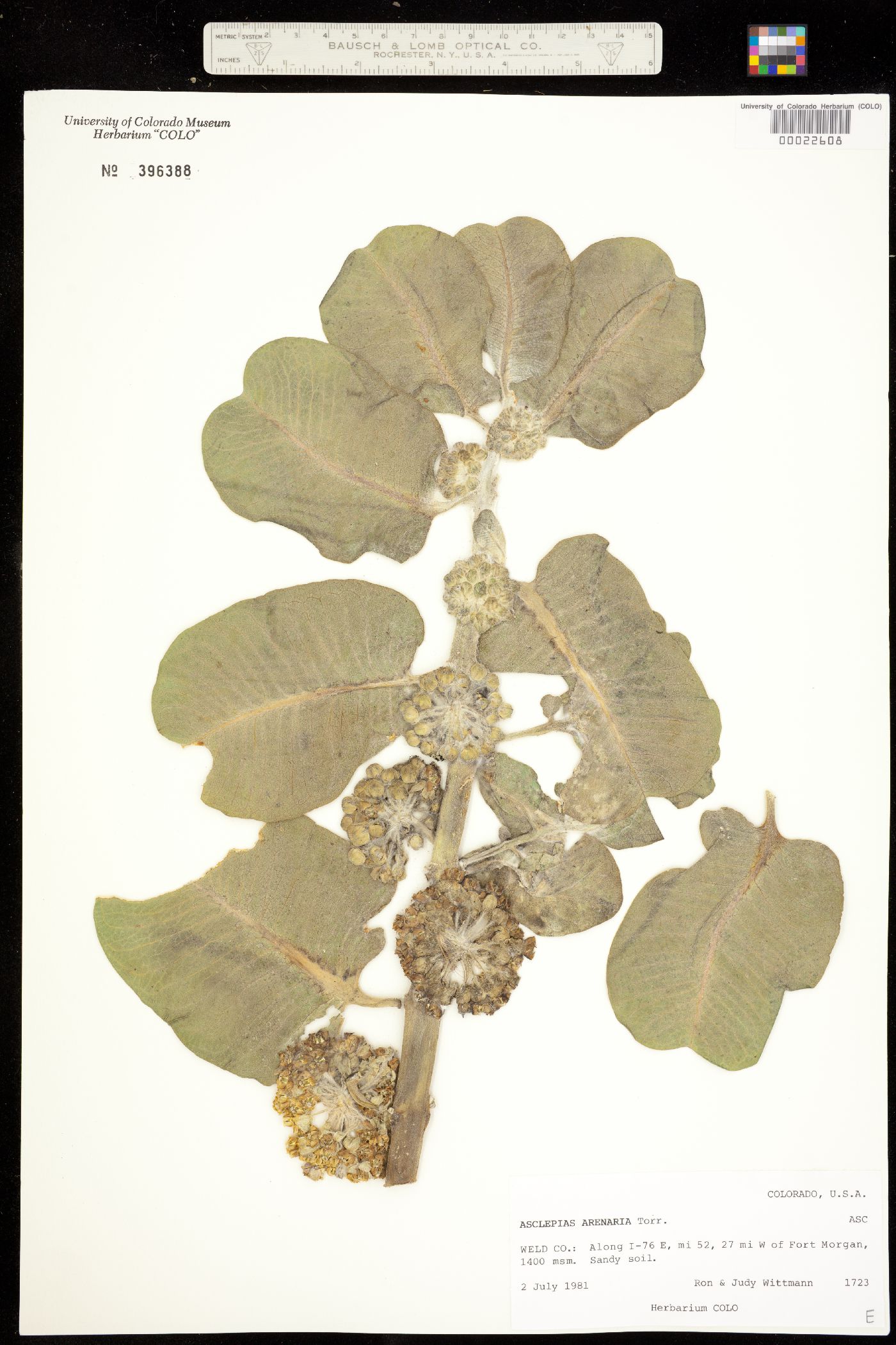 Asclepias arenaria image