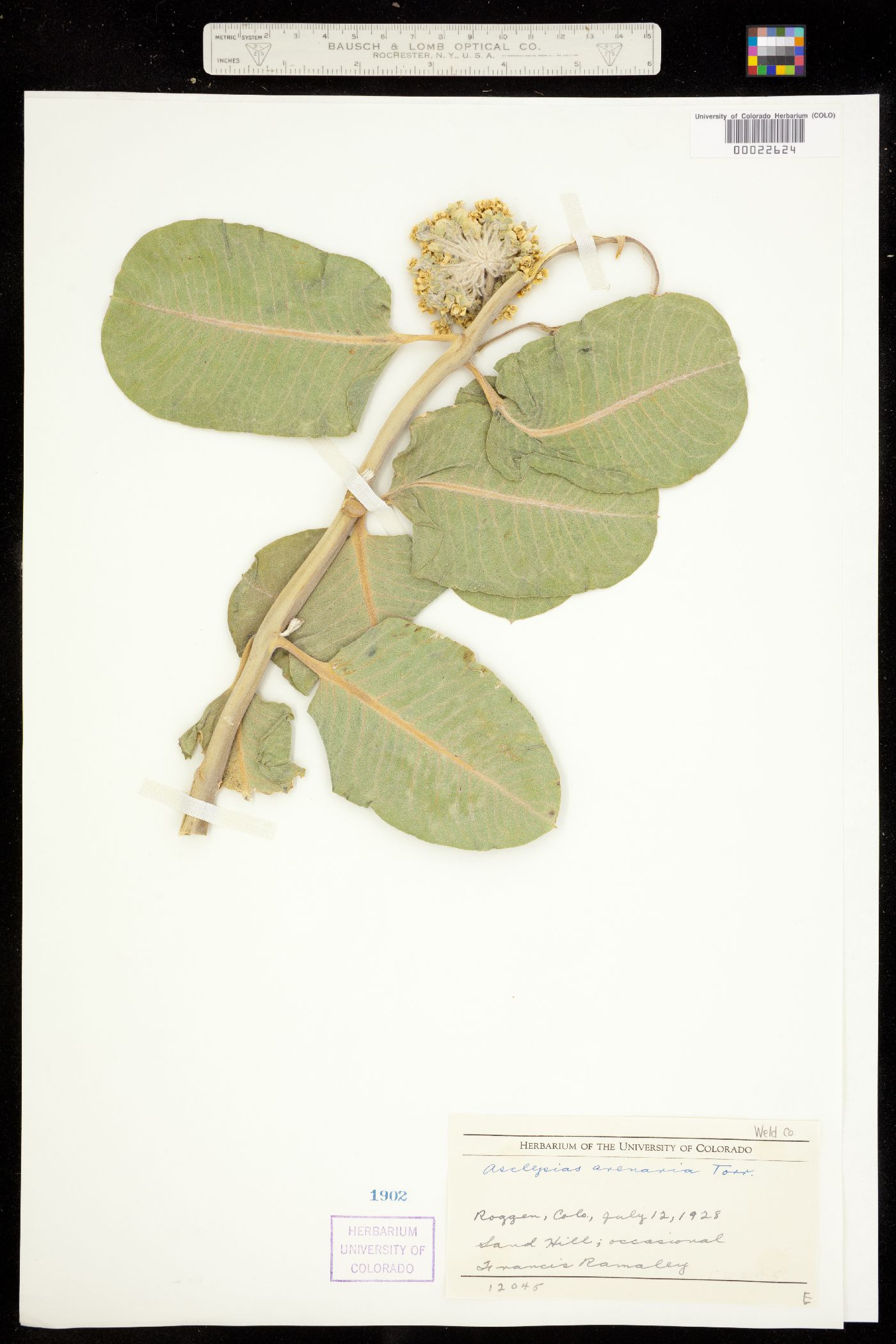 Asclepias arenaria image