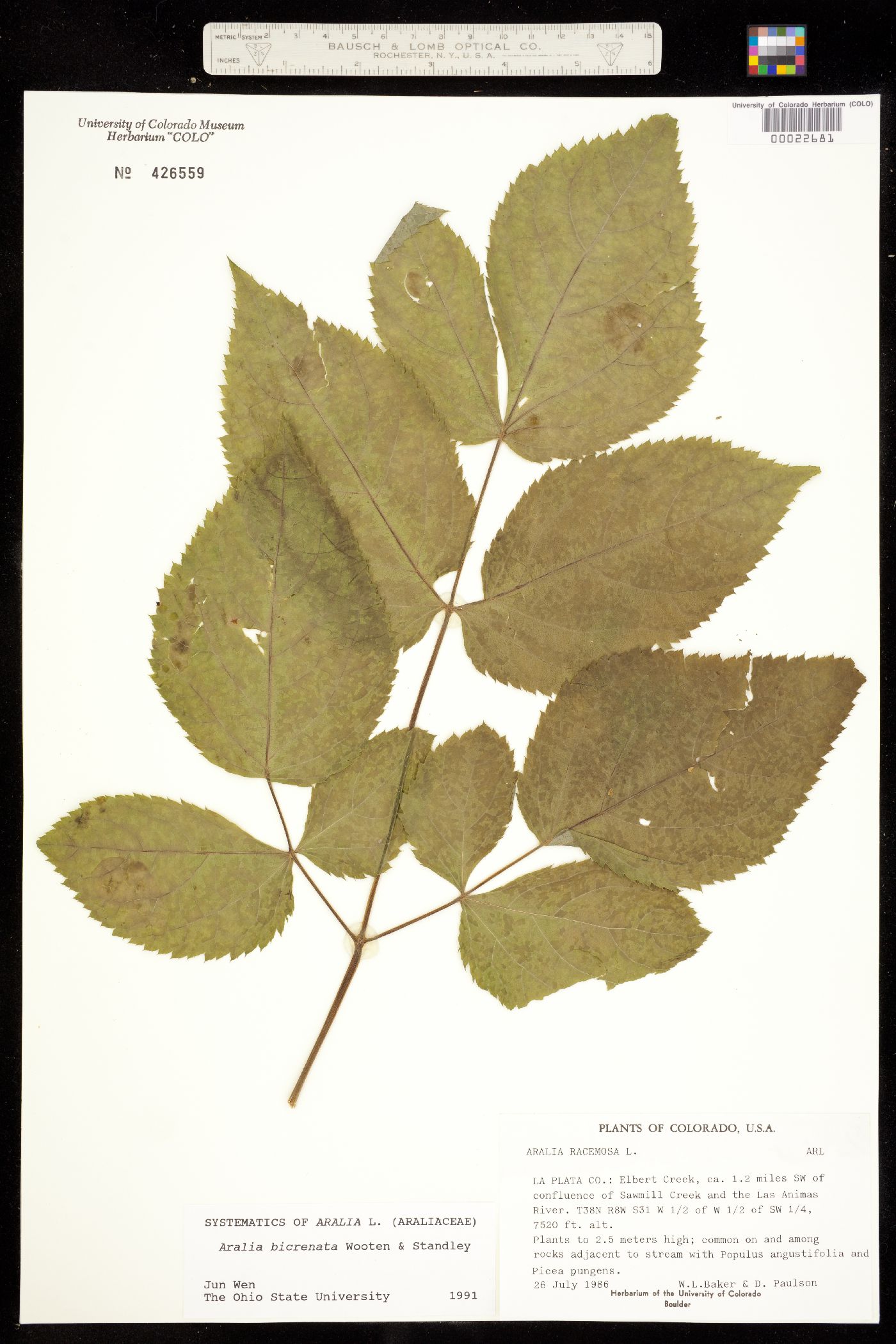 Aralia racemosa ssp. bicrenata image