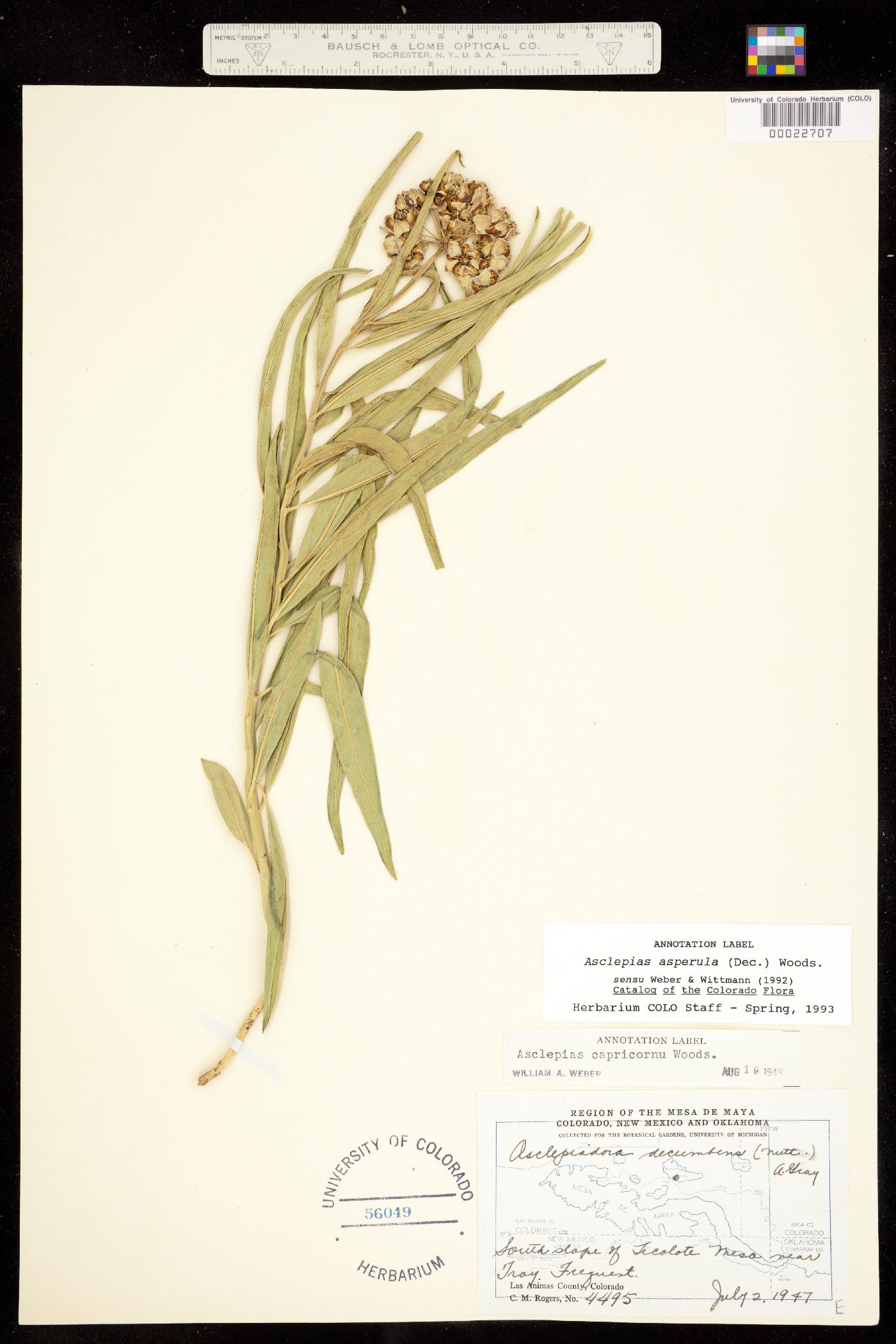 Asclepias asperula ssp. asperula image