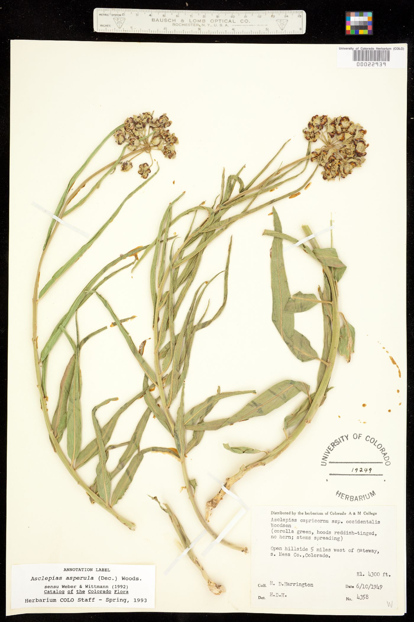 Asclepias asperula ssp. asperula image