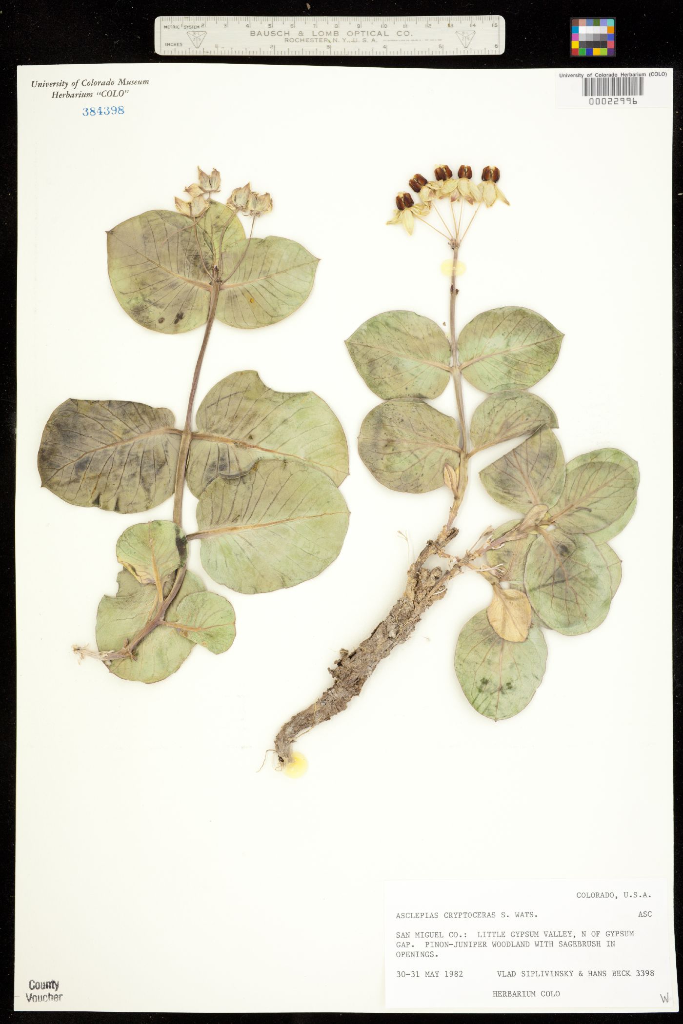 Asclepias image
