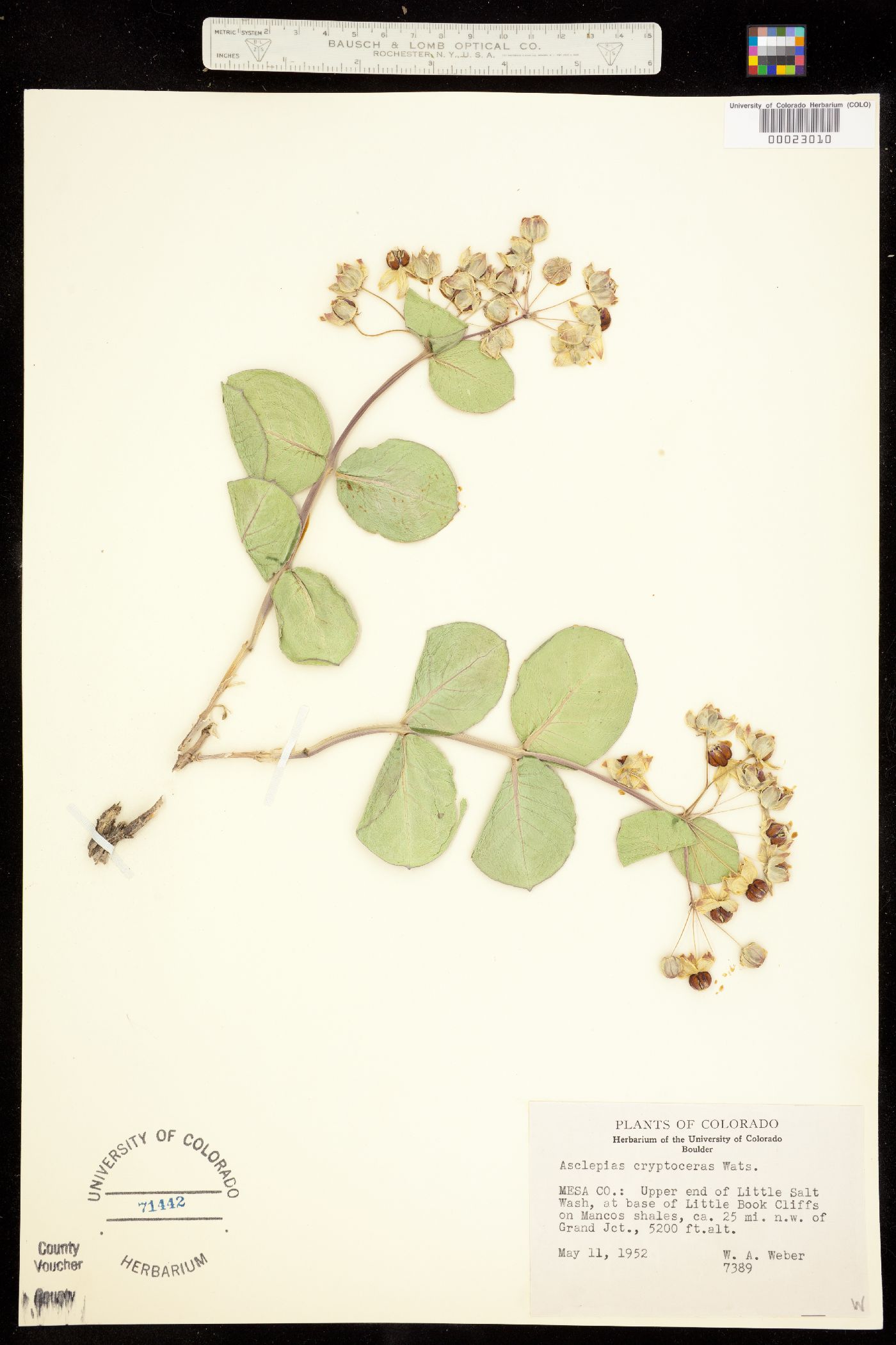 Asclepiadaceae image