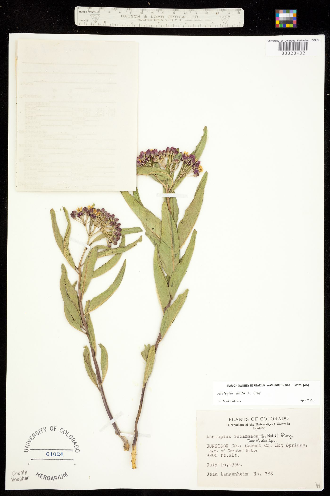 Asclepias hallii image