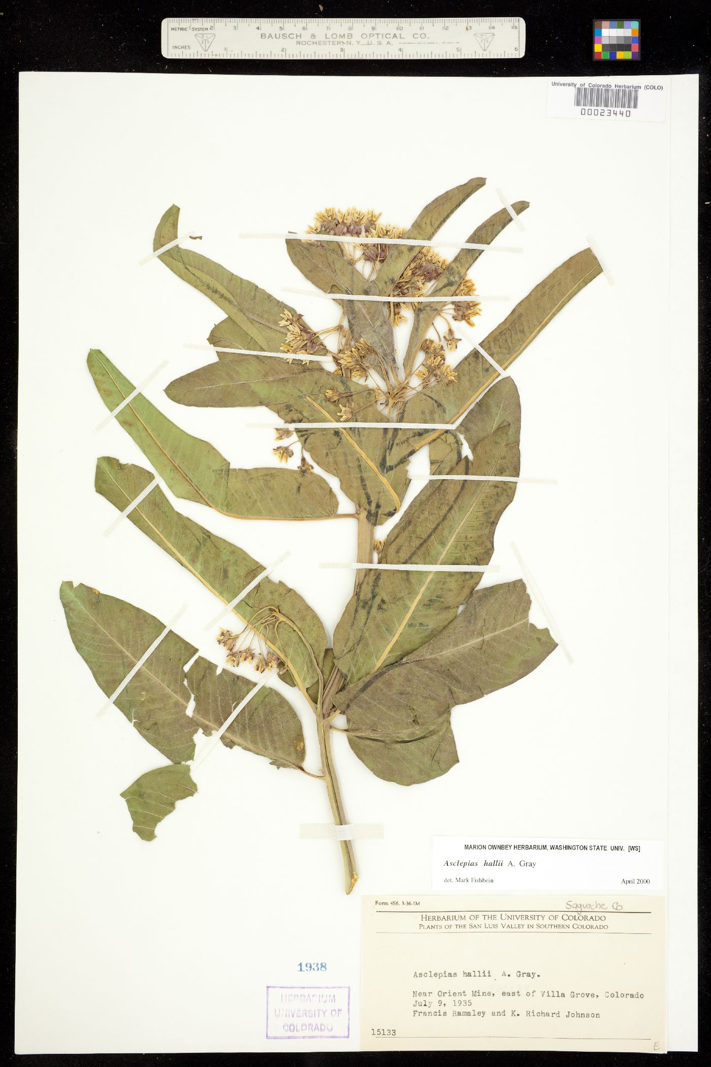 Asclepias hallii image