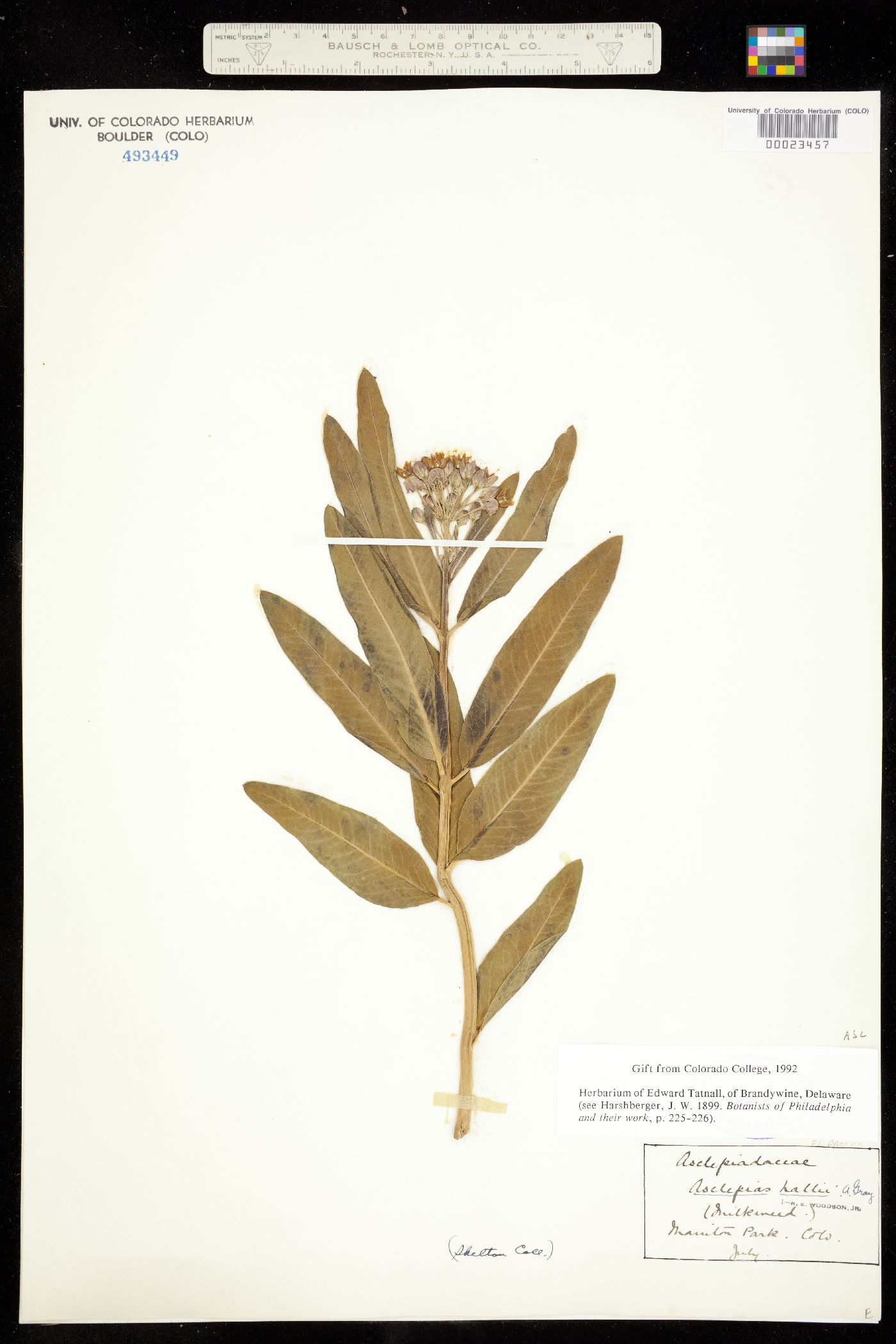 Asclepias hallii image