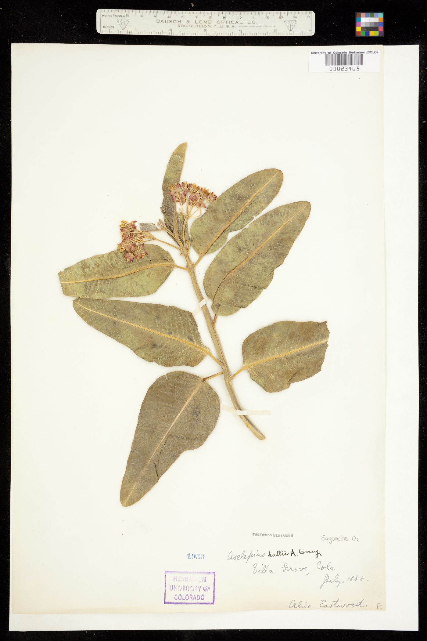Asclepias hallii image