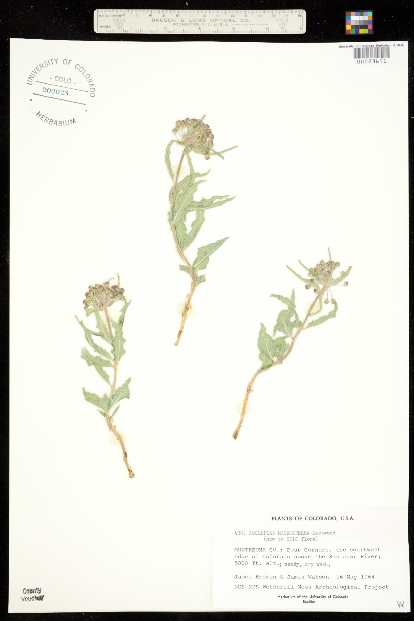 Asclepias macrosperma image