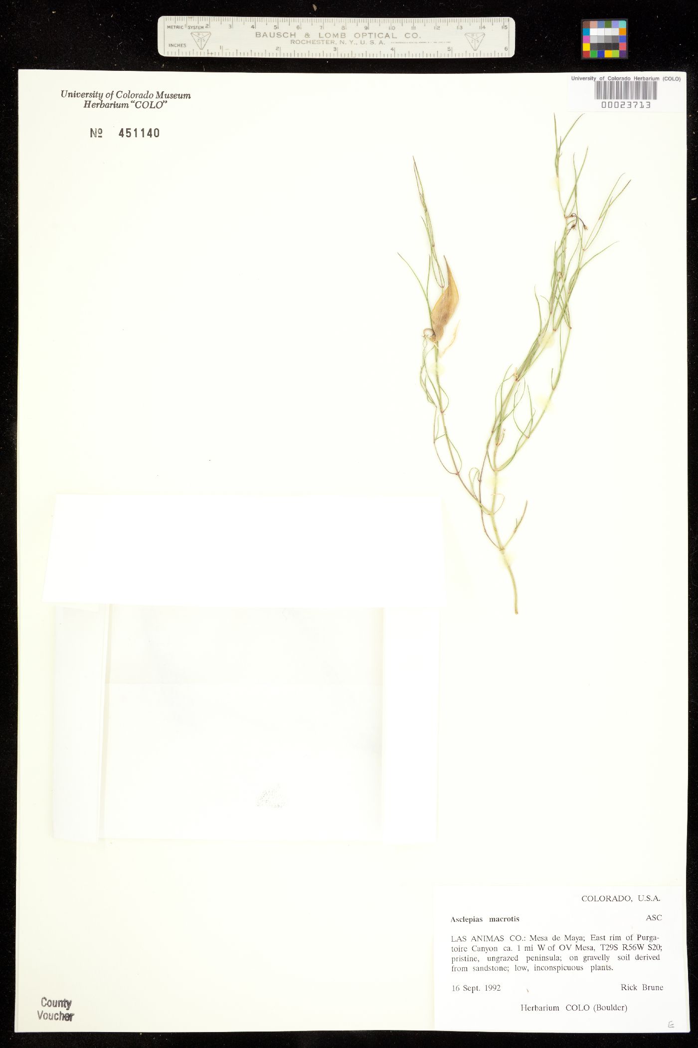 Asclepias macrotis image