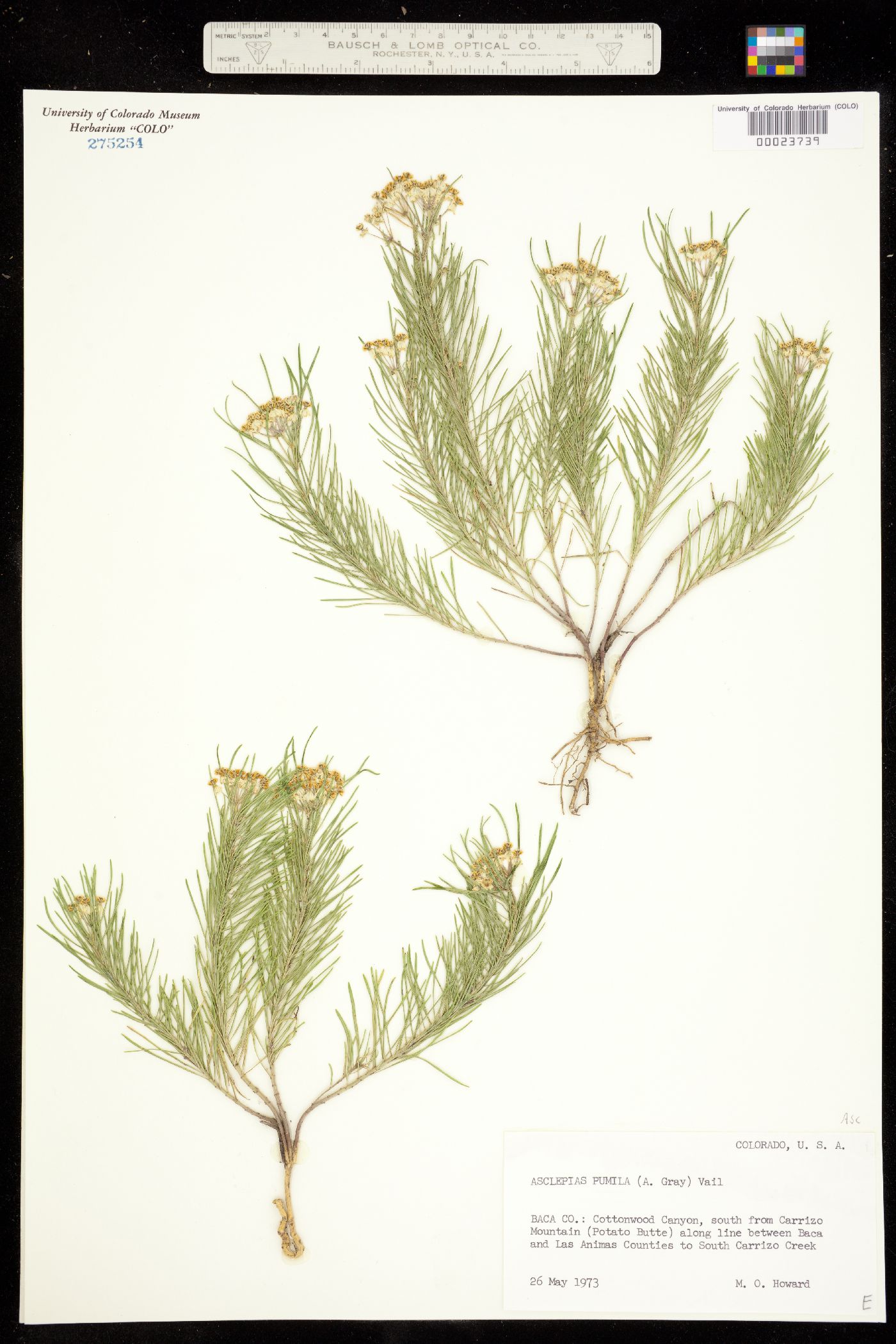 Asclepias pumila image