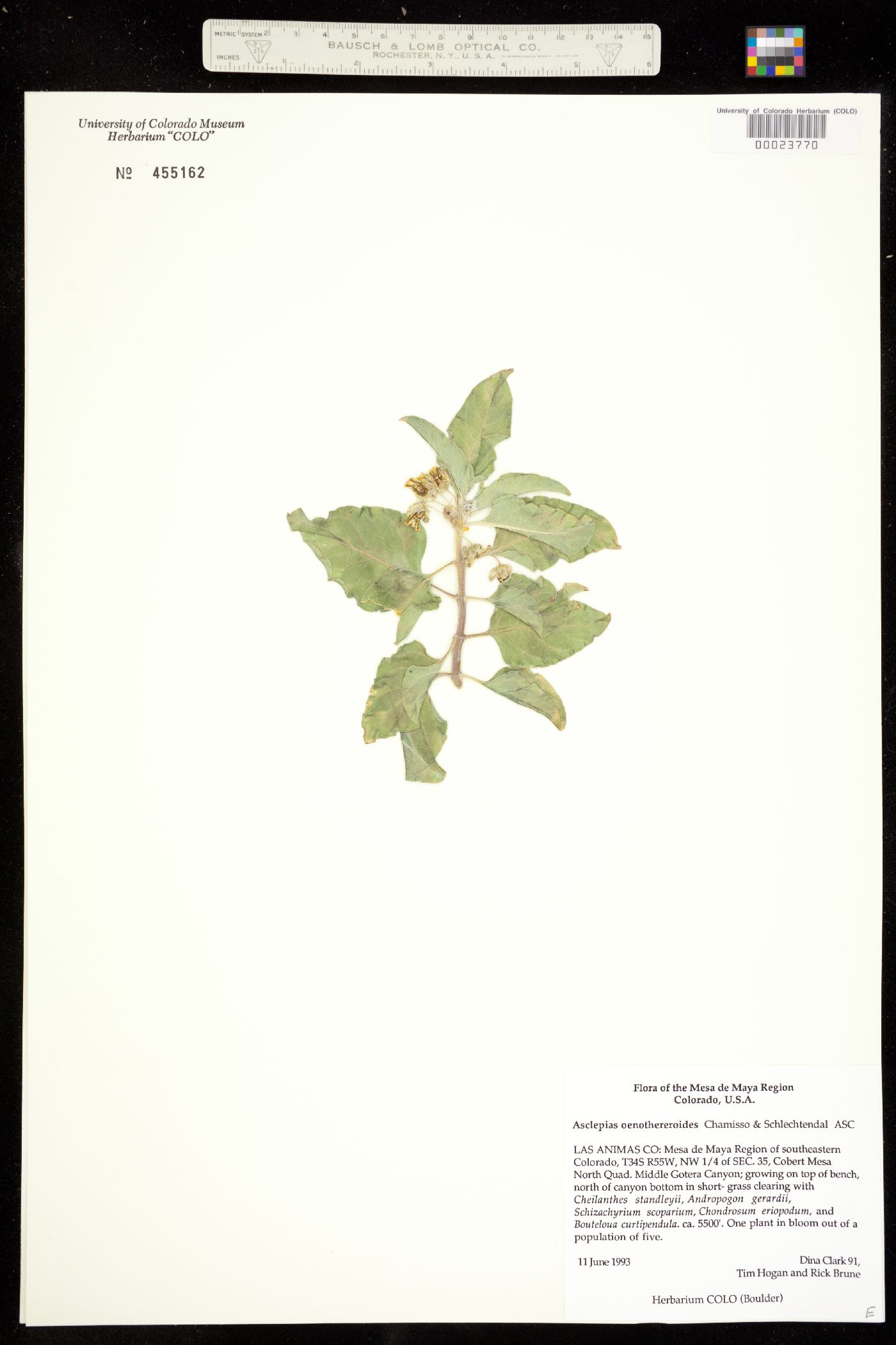 Asclepias oenotheroides image