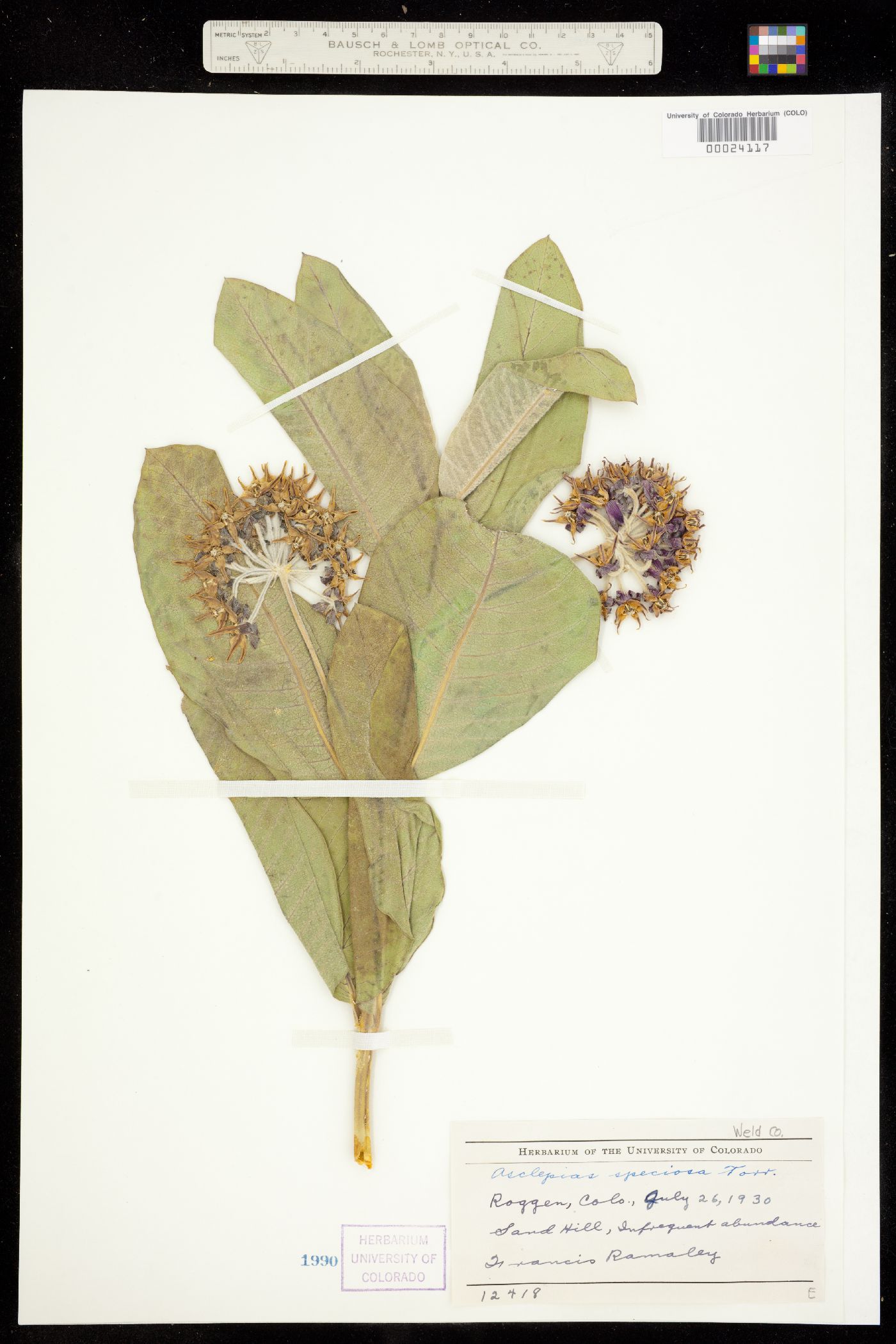Asclepias speciosa image